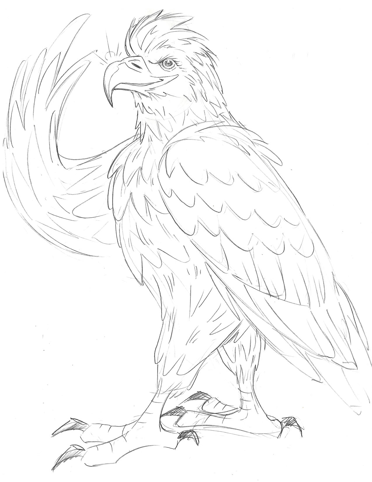 Regal Eagle • pencil sketch