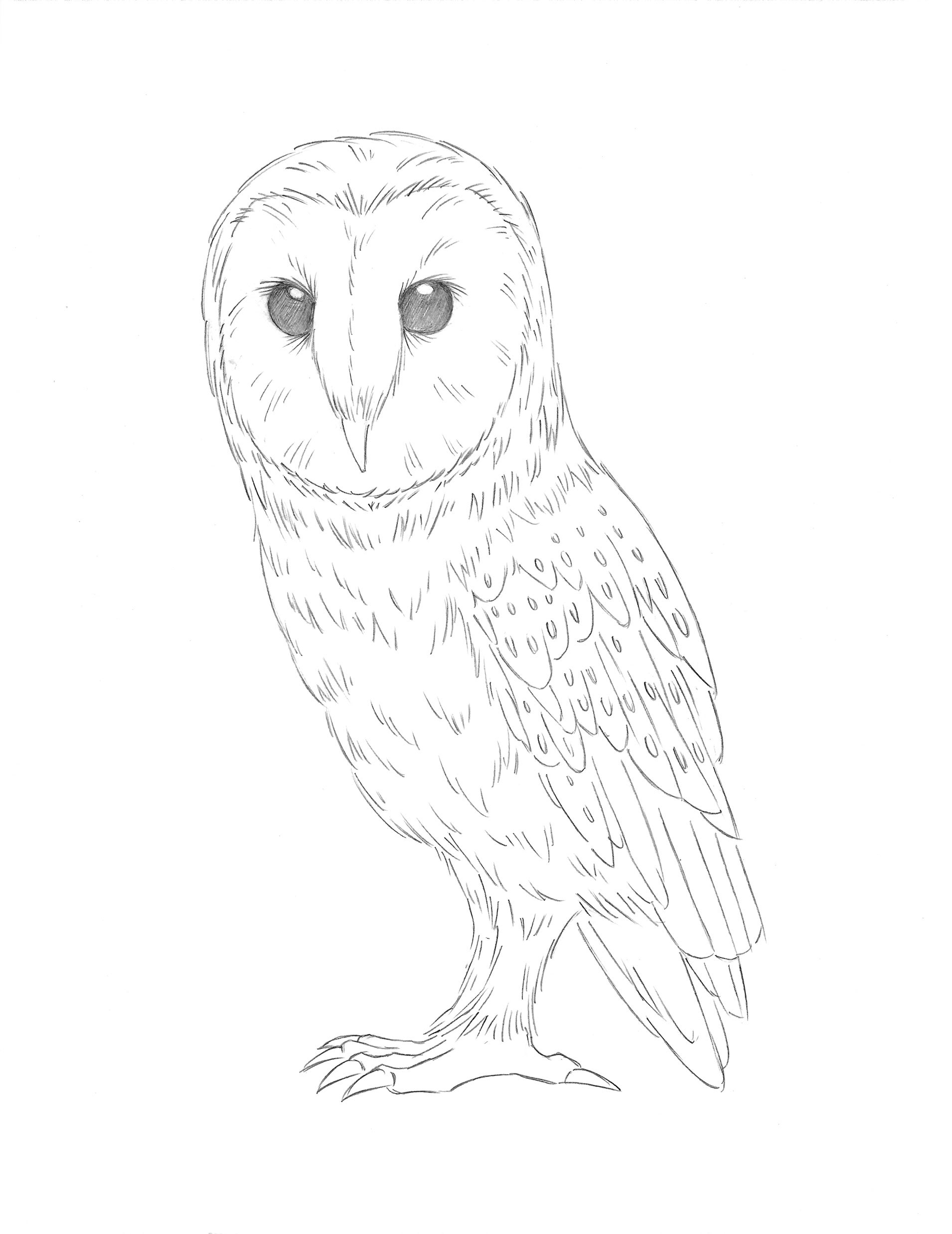 Owl • pencil sketch