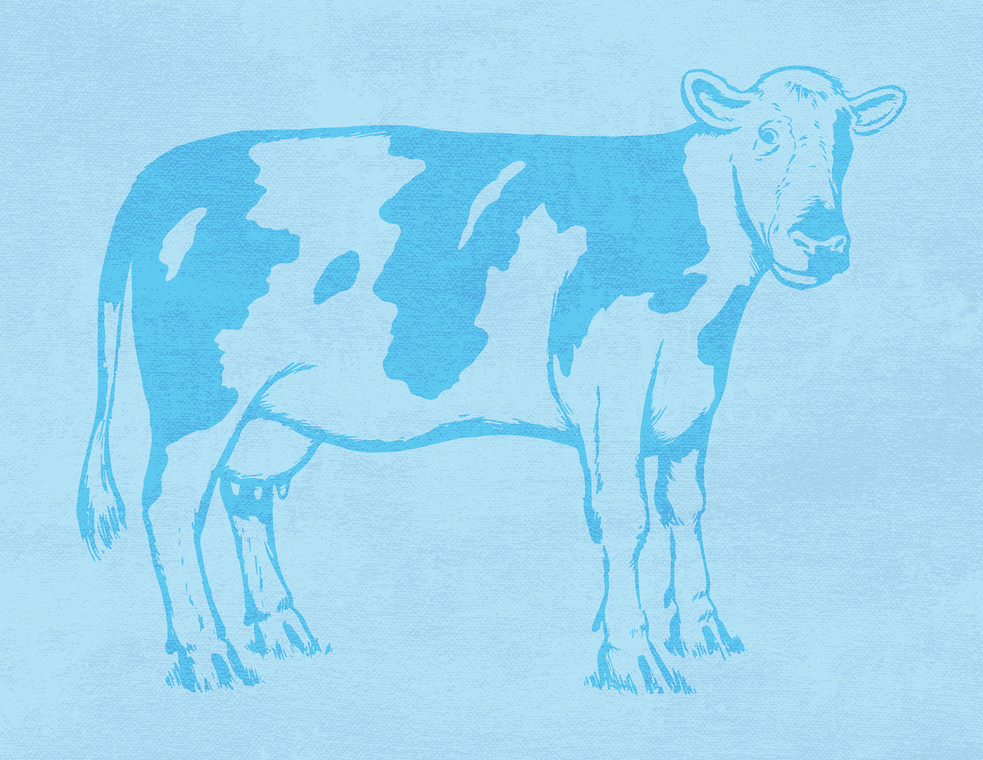 Cow • vector illustration