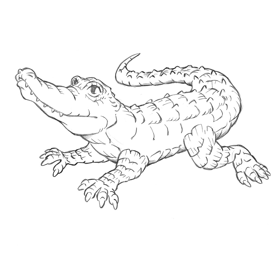 Crocodile • pencil sketch