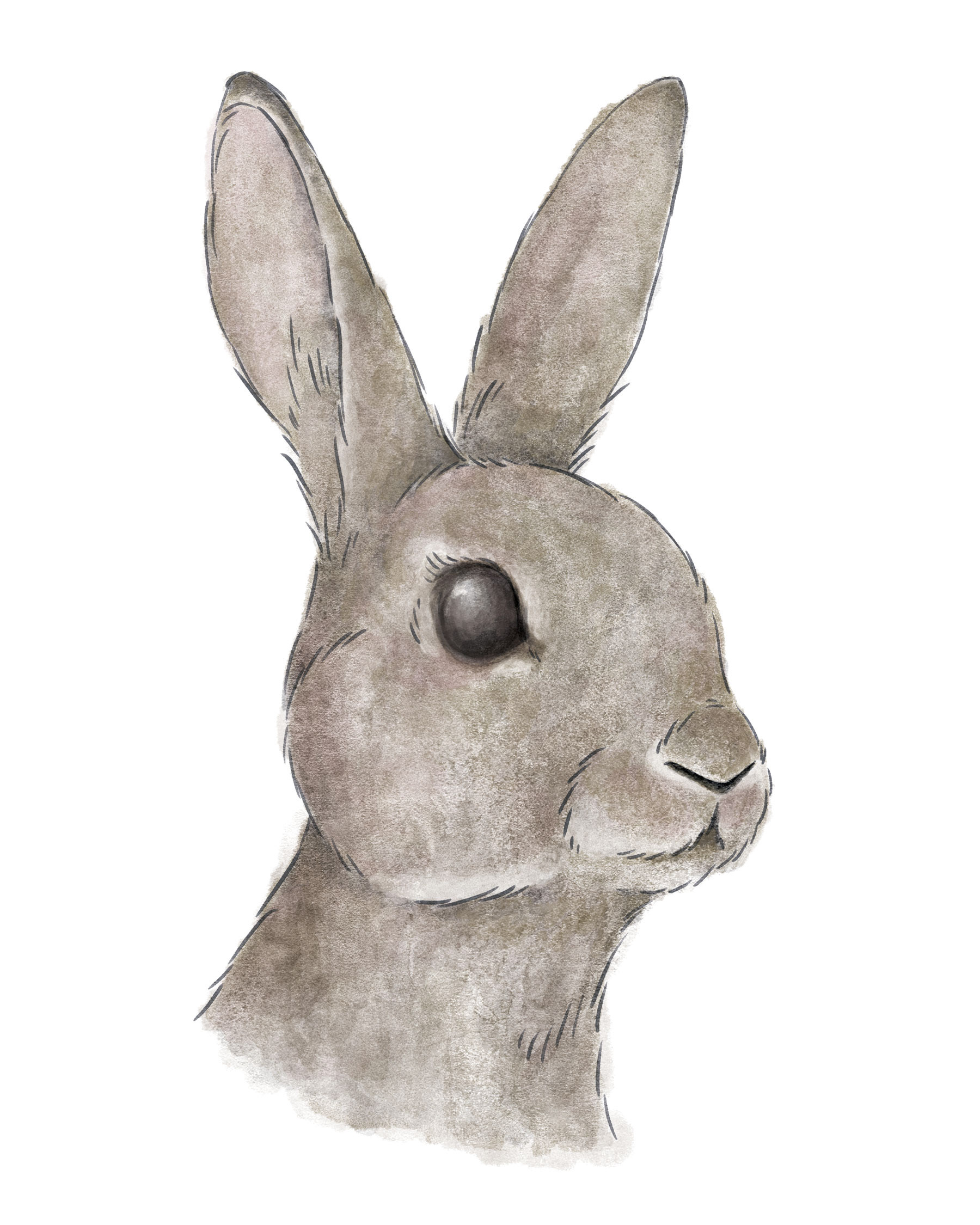 Bunny 2 • digital watercolor