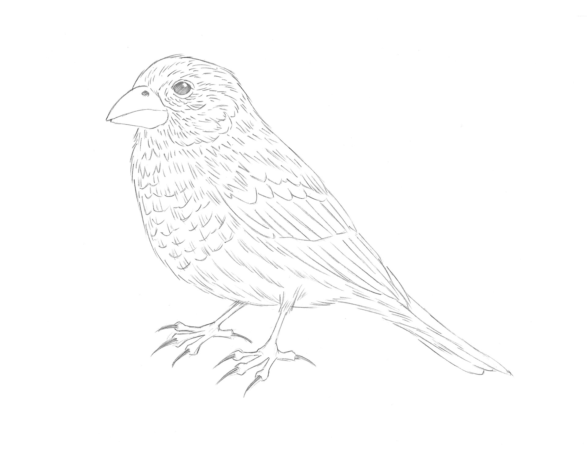 Finch • pencil sketch
