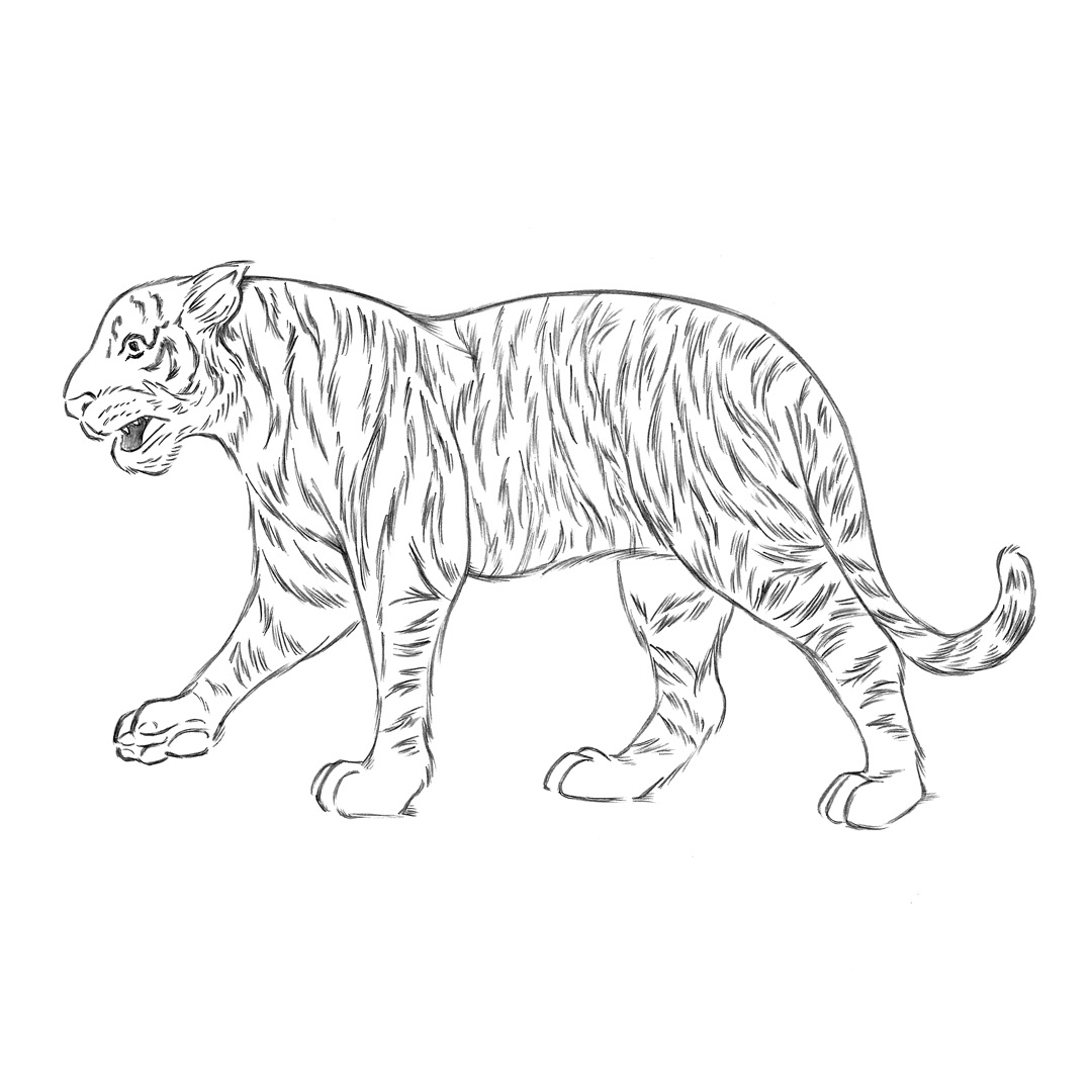 Tiger • pencil sketch