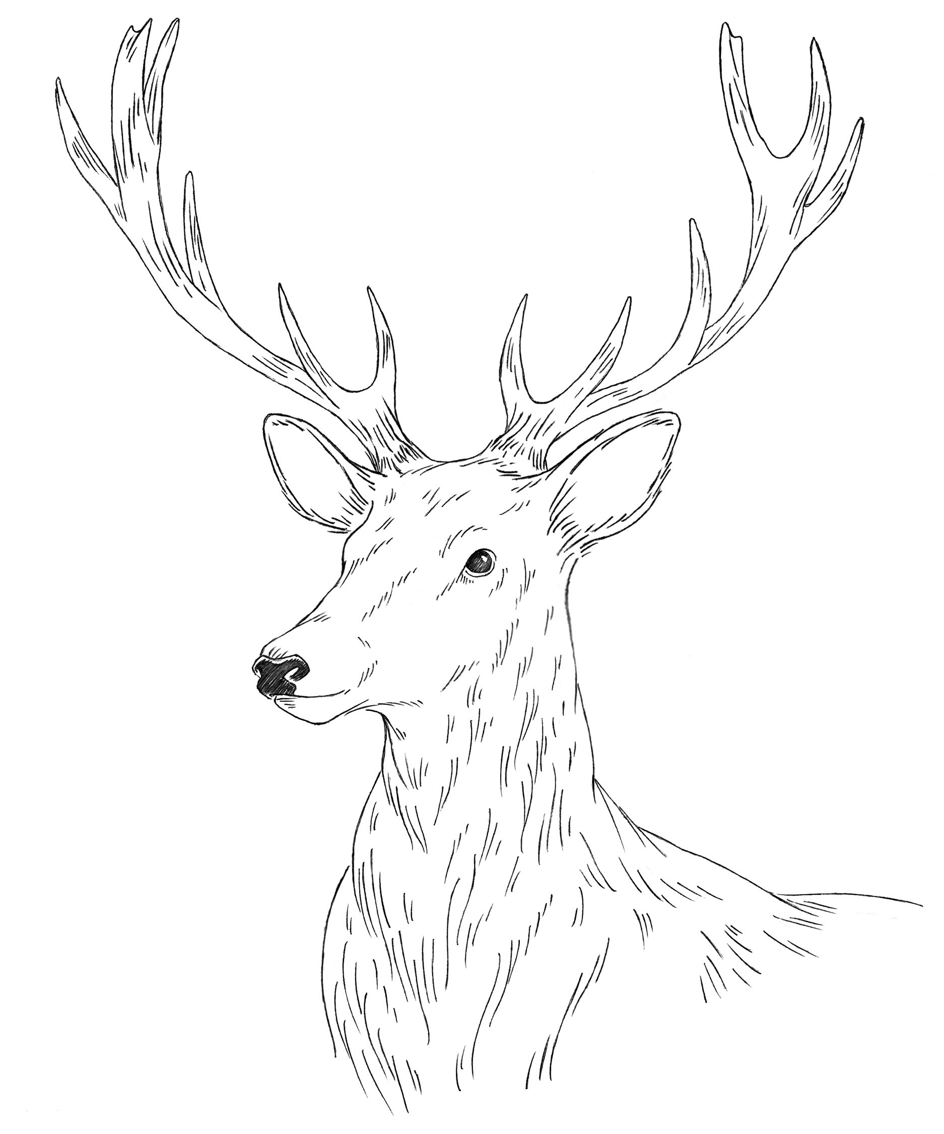 Hart • pencil sketch