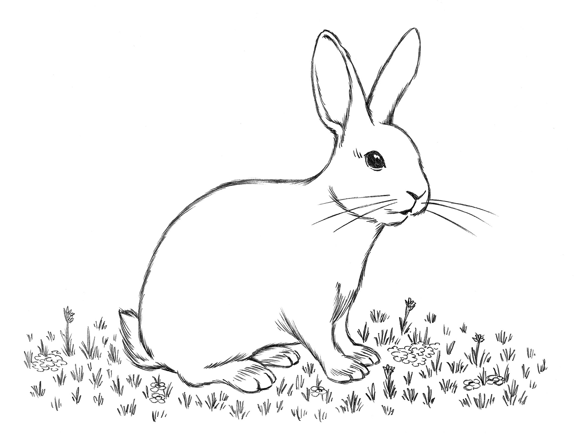 Rabbit 2 • pencil sketch
