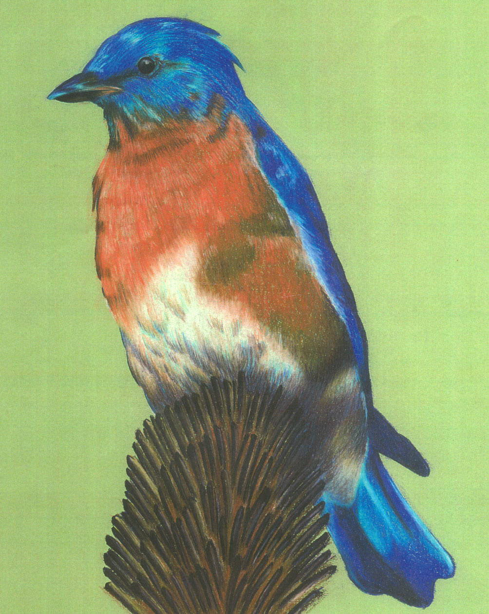 Blue Bird • colored pencil illustration