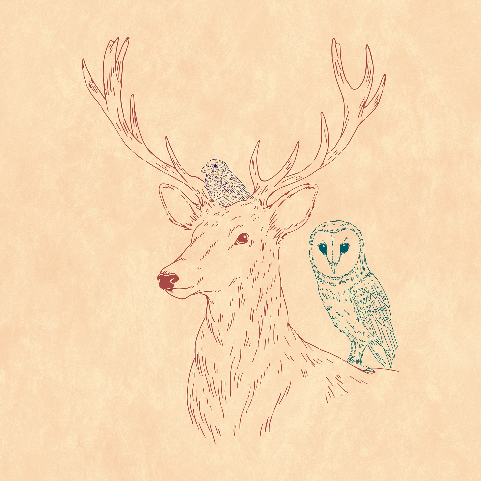 Stag - Finch - Owl • vector illustration