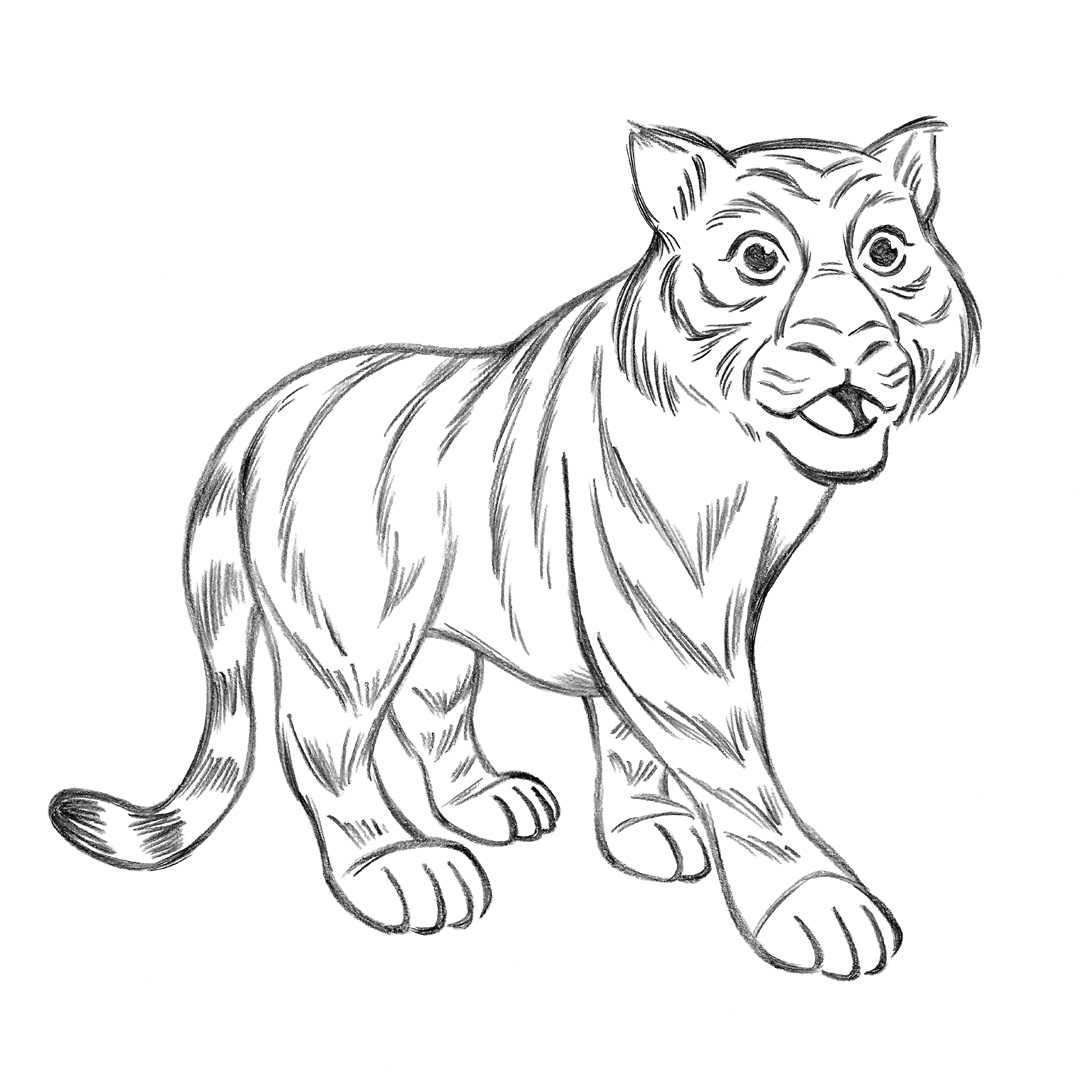 Tiger • pencil sketch
