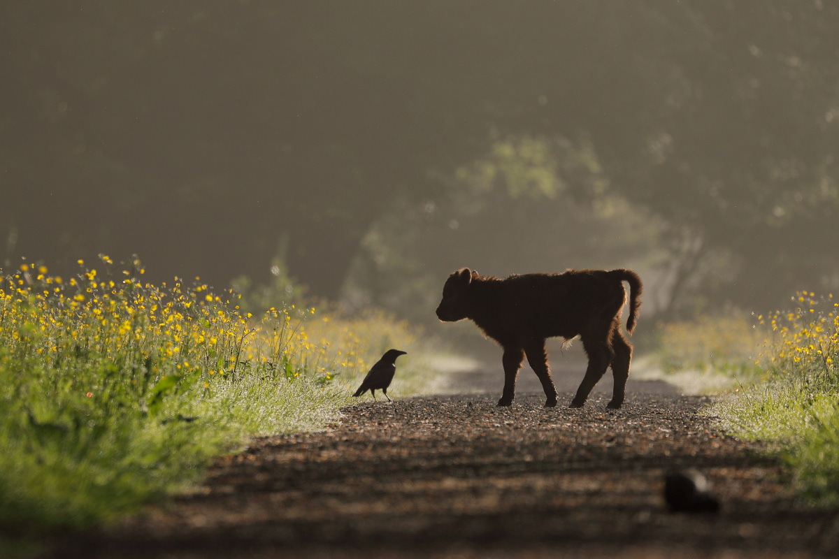 Hooglanders Amsterdamse bos