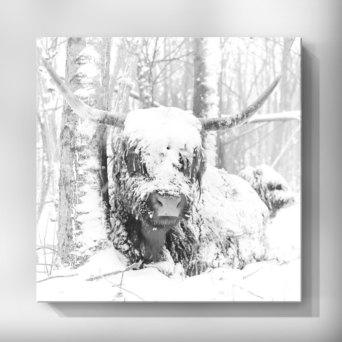 'Snowy White'