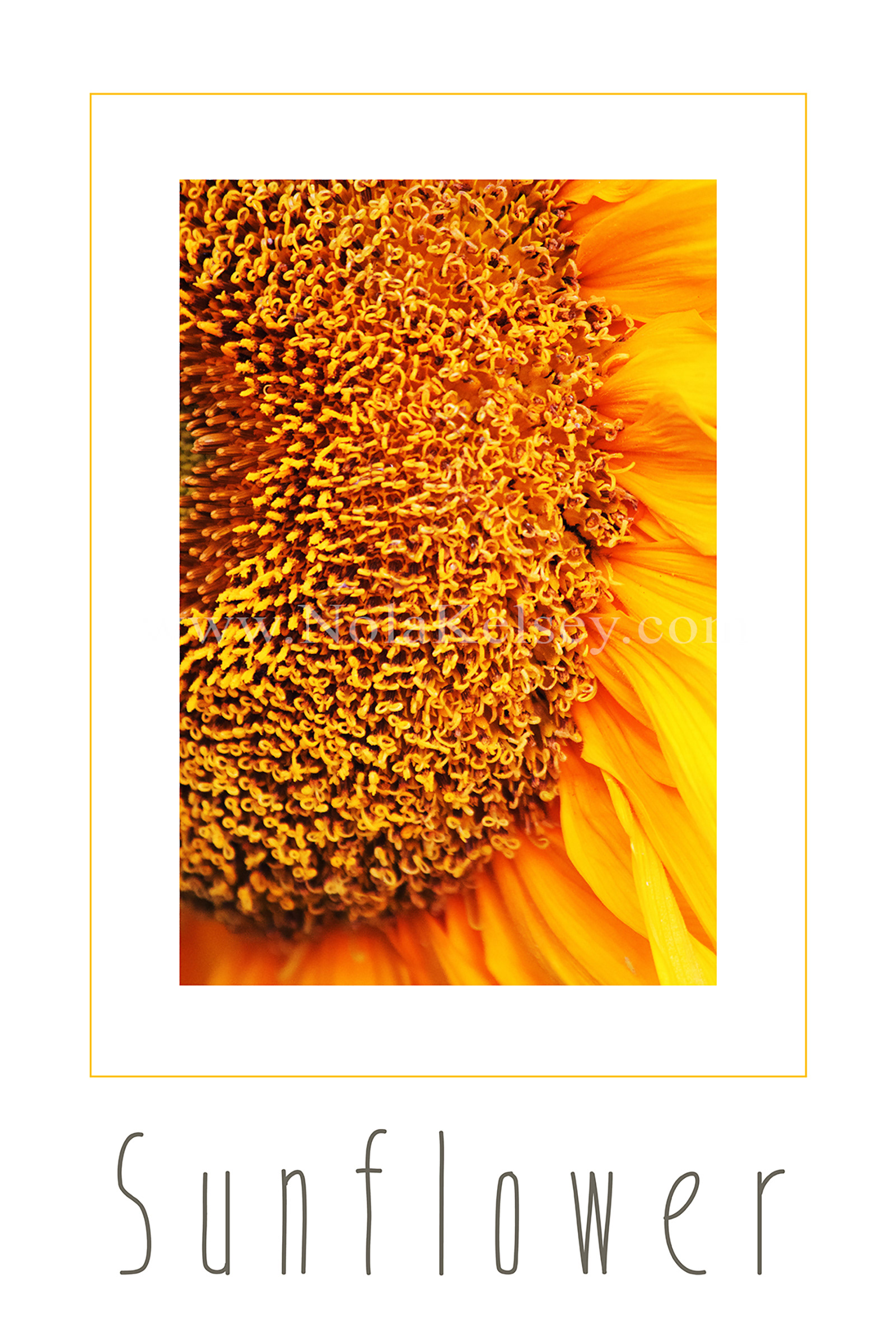 Sunflower Poster created from my own photograph and for sale in my online shops