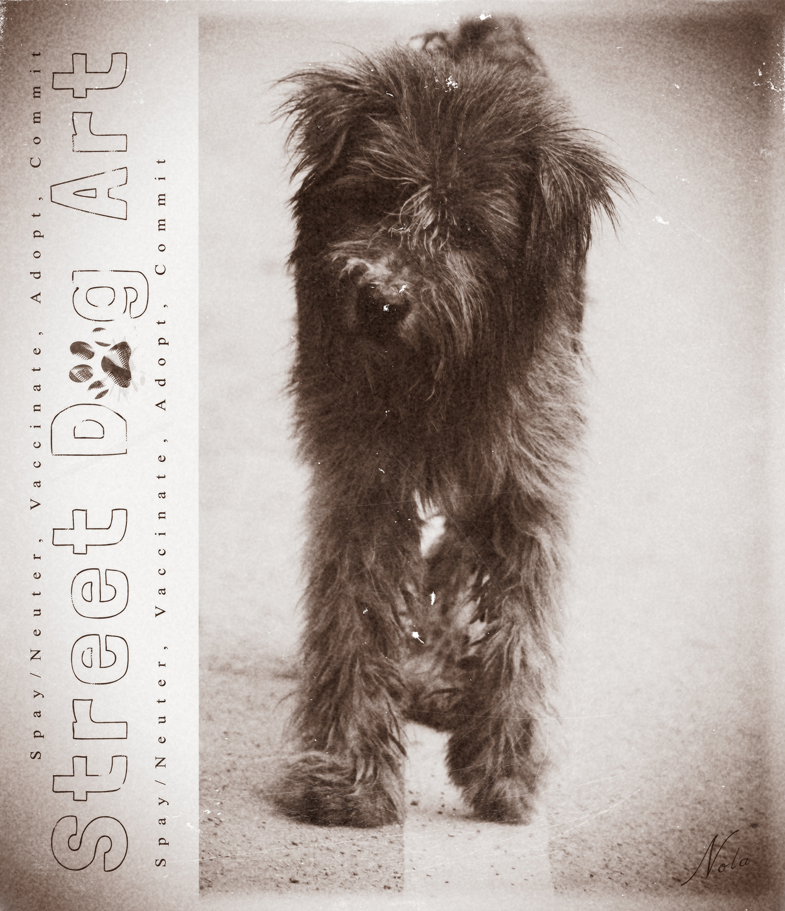 Dog Rescue Poster, part of a series I created from my own photographs while volunteering with shelter dogs in Chiang Mai, Thailand and taking an online Photoshop Arts Class.