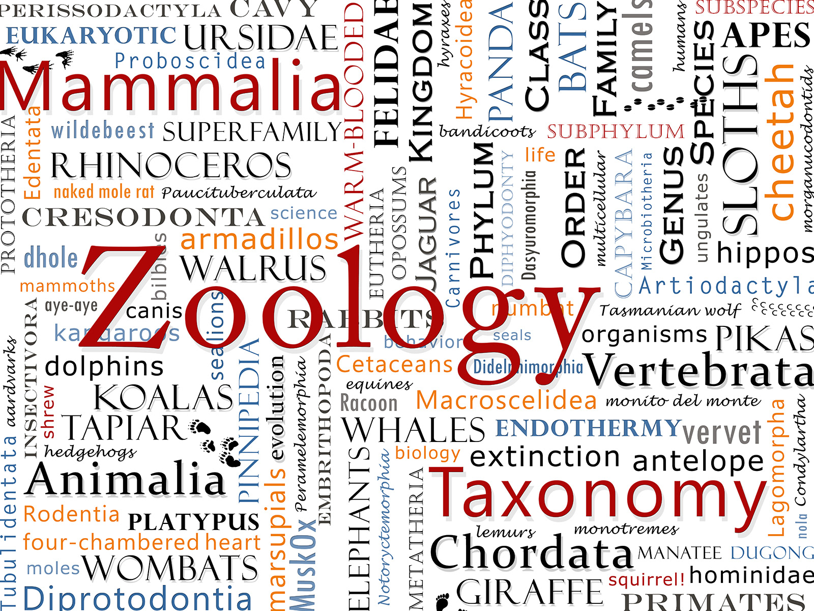 Word Cloud Poster created for fun and sold on merchandise in my online shops