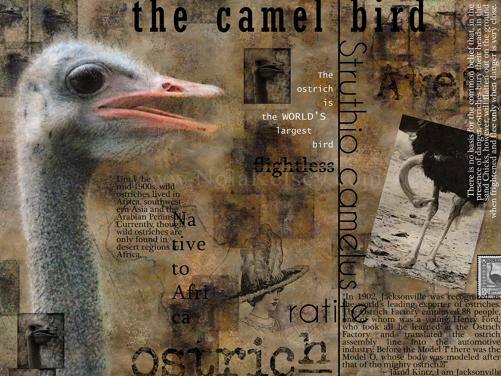 Educational Typography Poster designed for sale in my online stores. Educating people about animals and nature with my designs is a passion. 