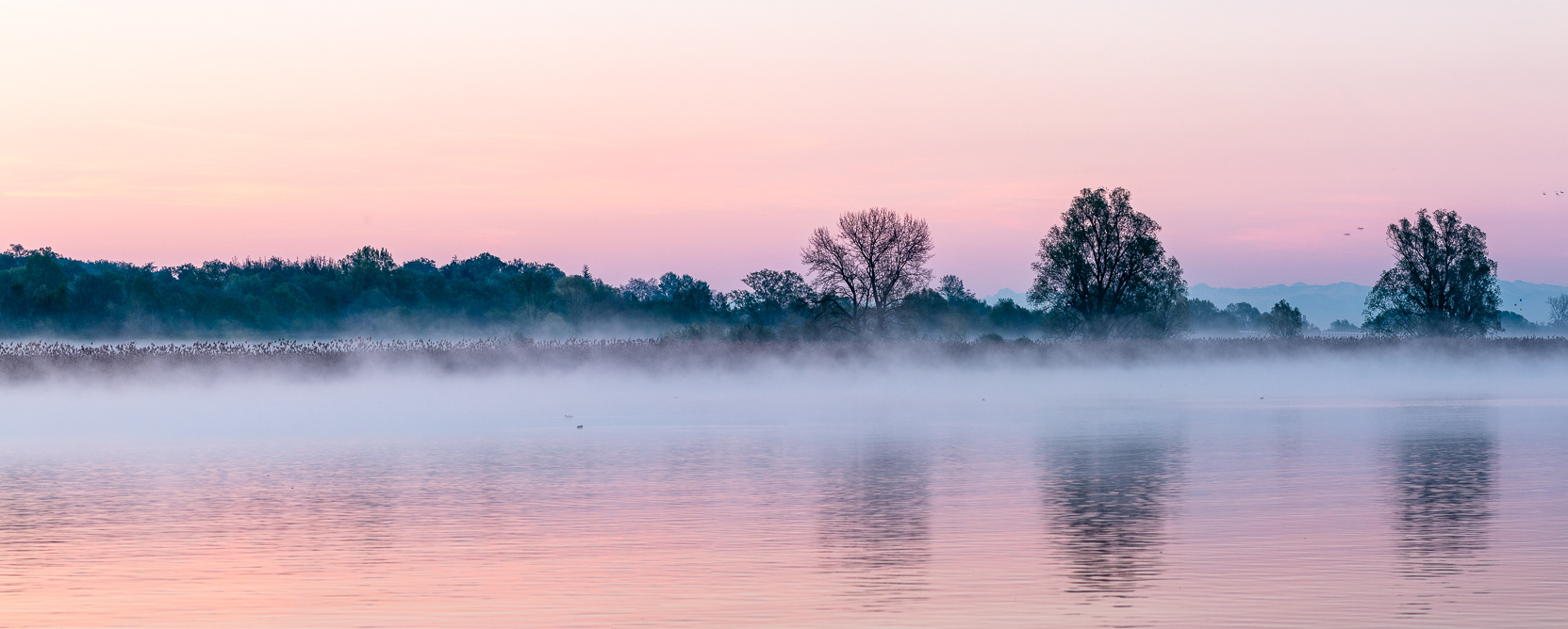 Morgennebel