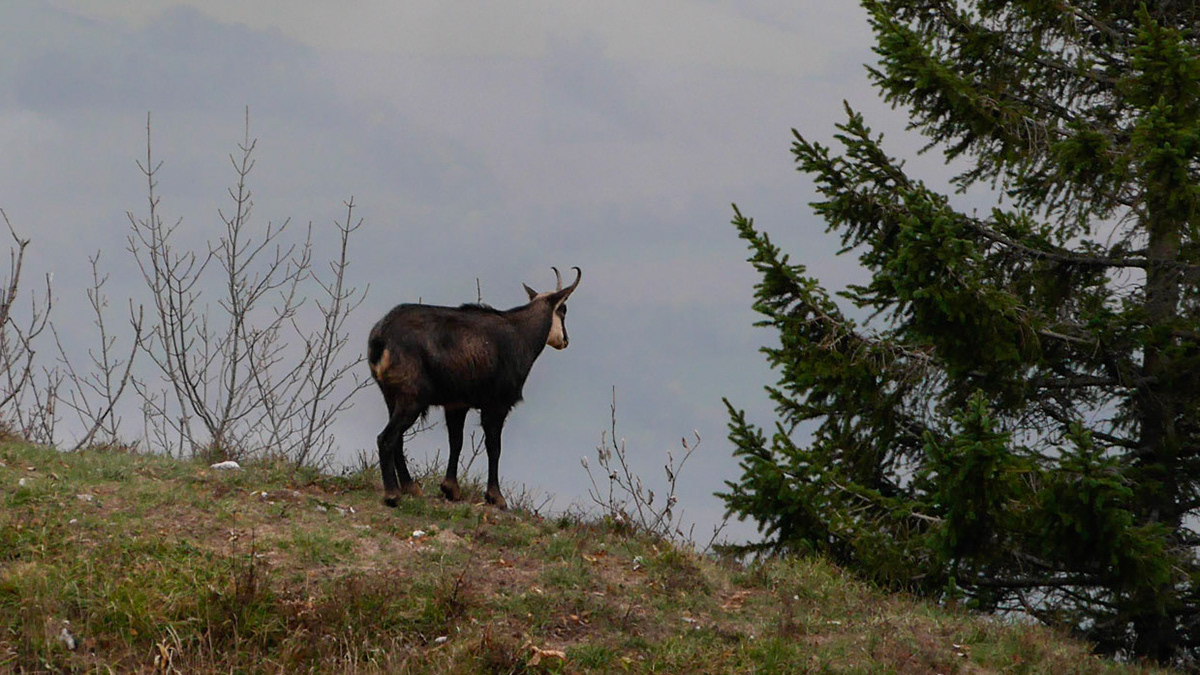 Chamois payé par l'office de tourisme.