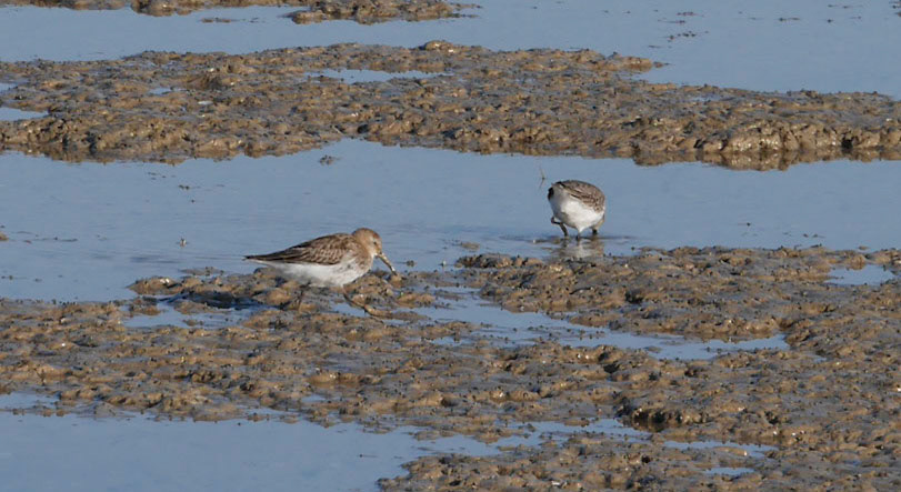 Bécasseau variable près île Madame