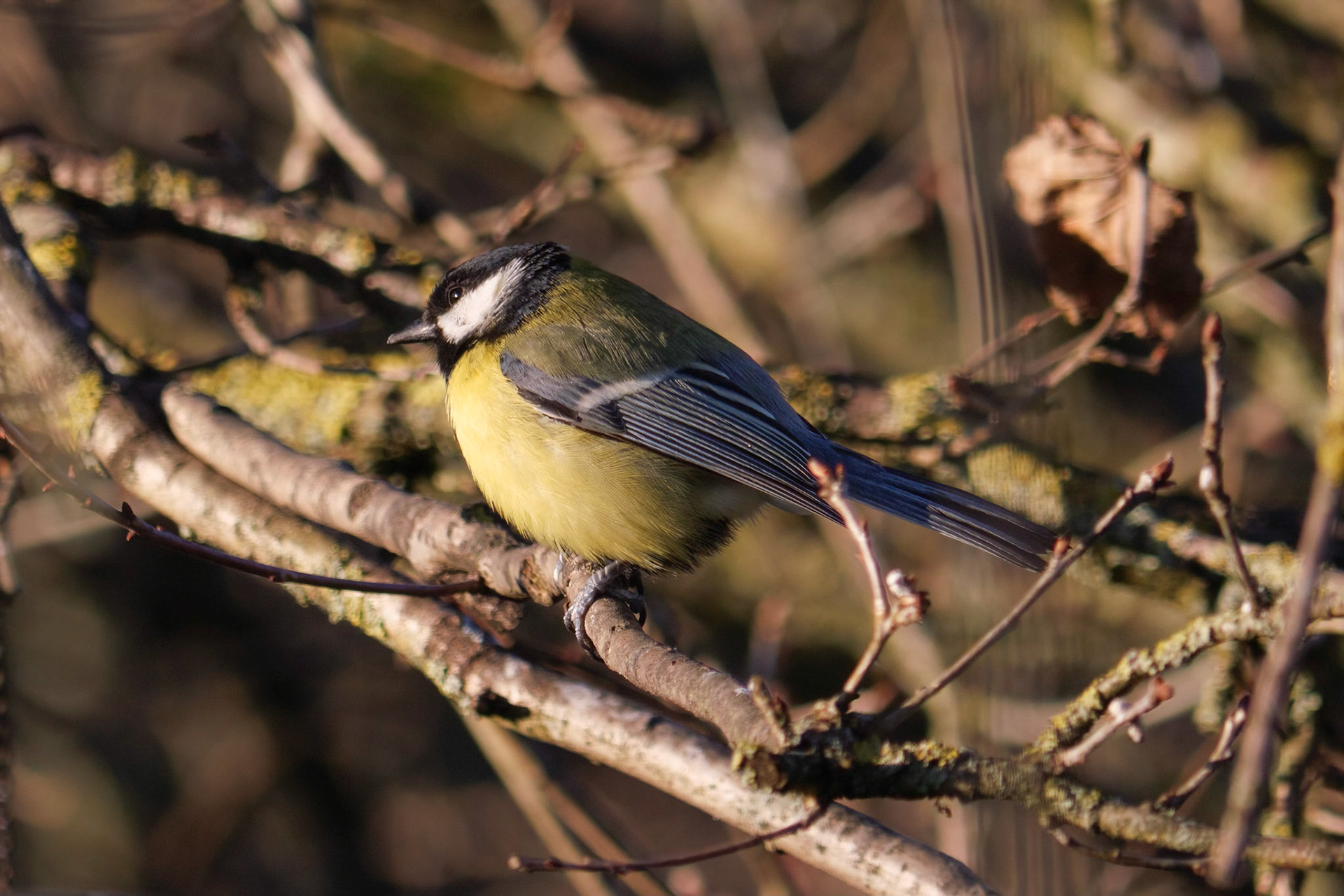 Mésange charbonnière