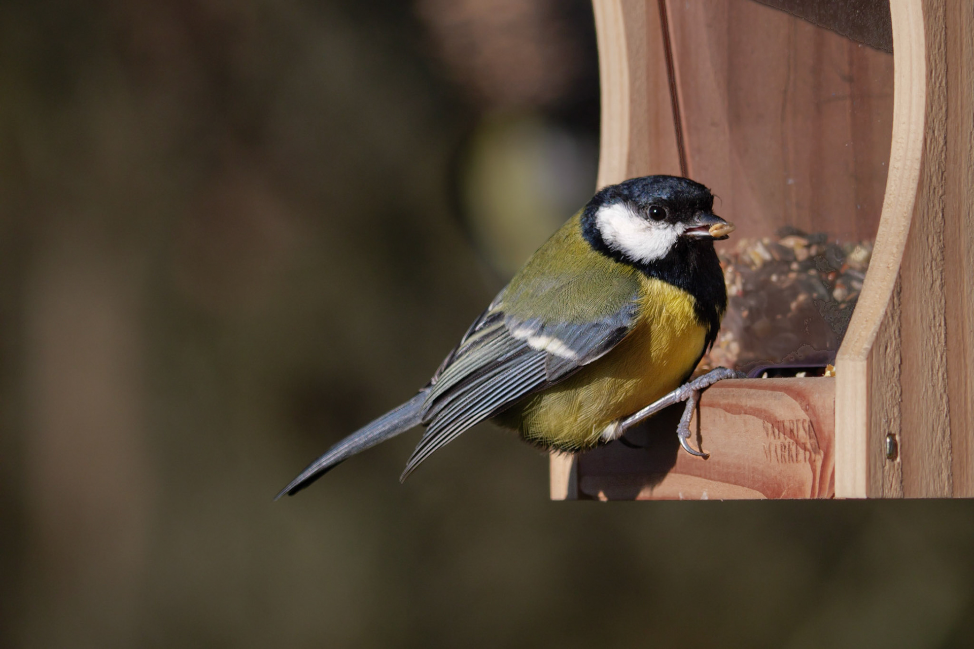 Mésange charbonnière