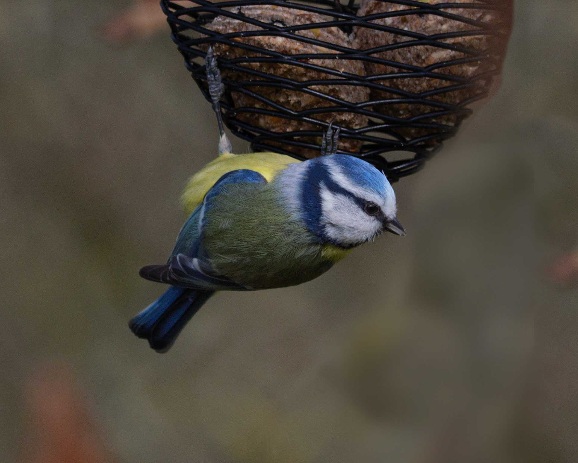 Mésange bleue