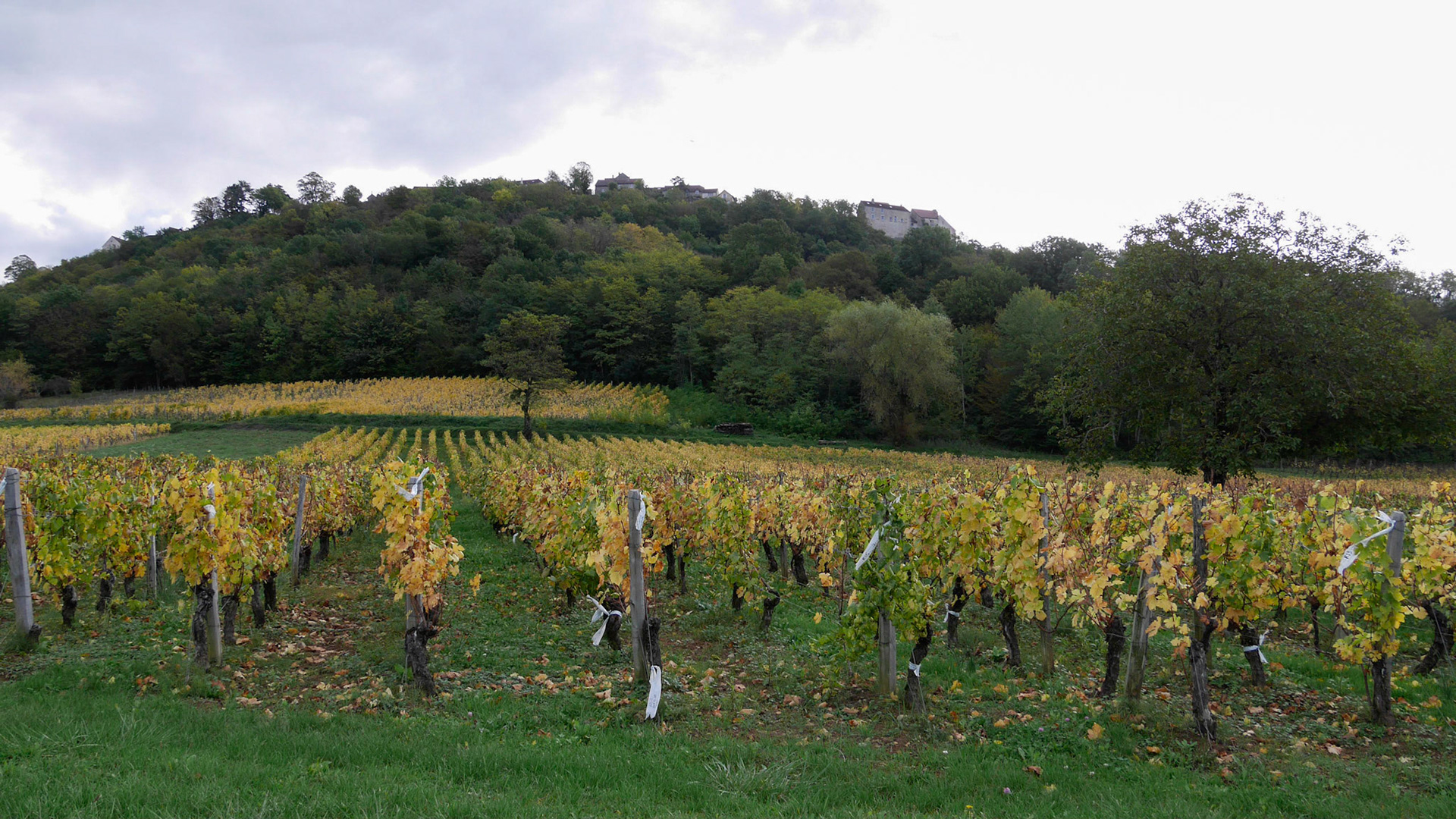 Vignes sous Château-Chalon