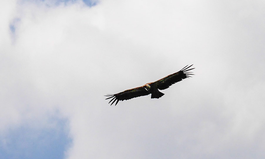 Vautour fauve