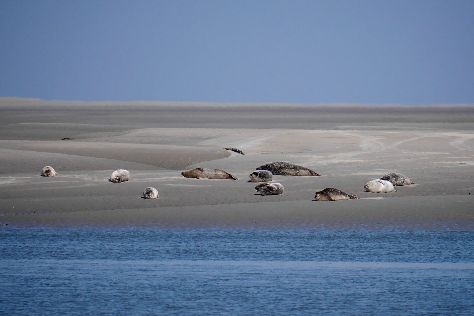 Phoques à la pointe du Hourdel