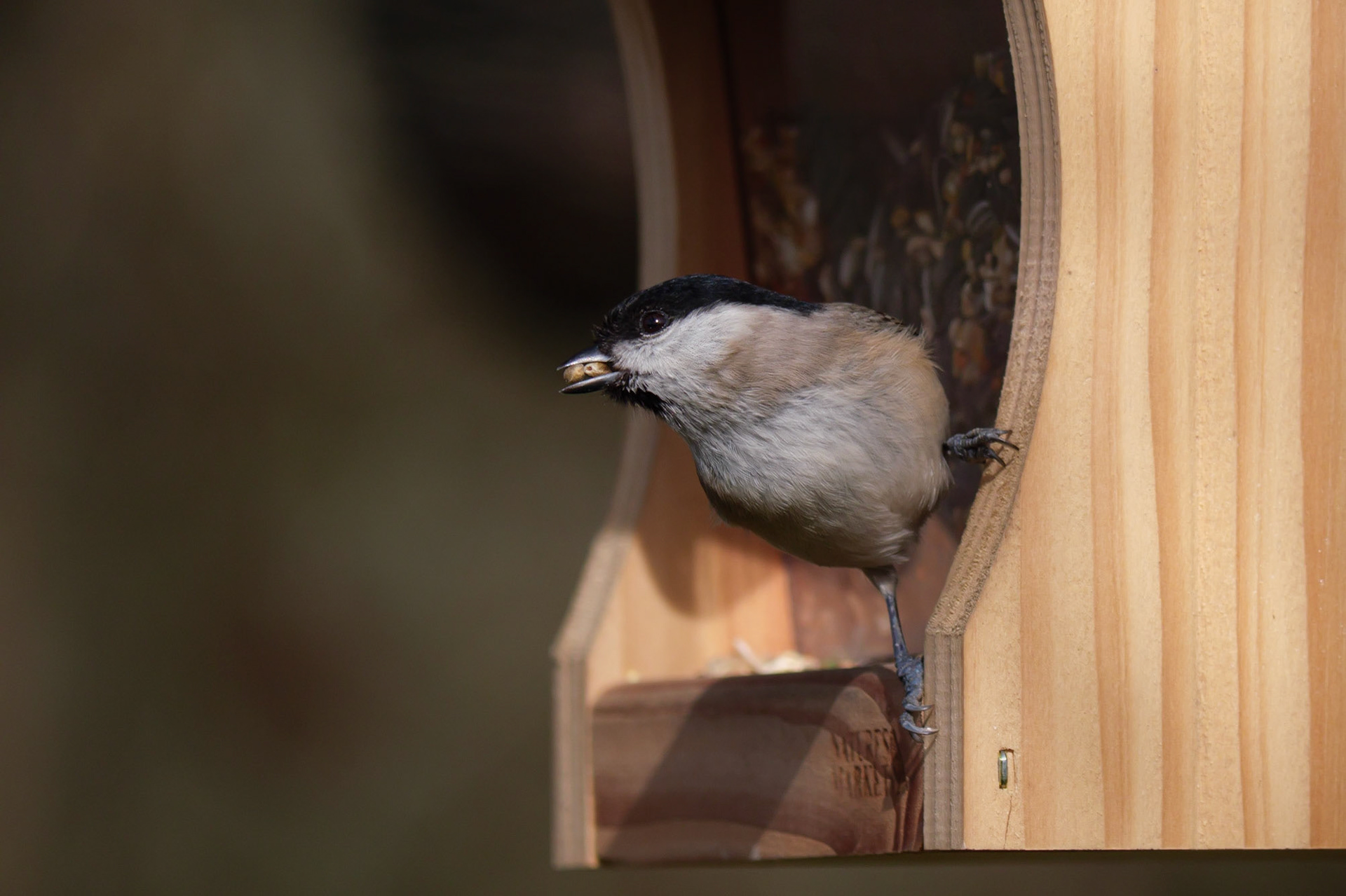 Mésange nonette