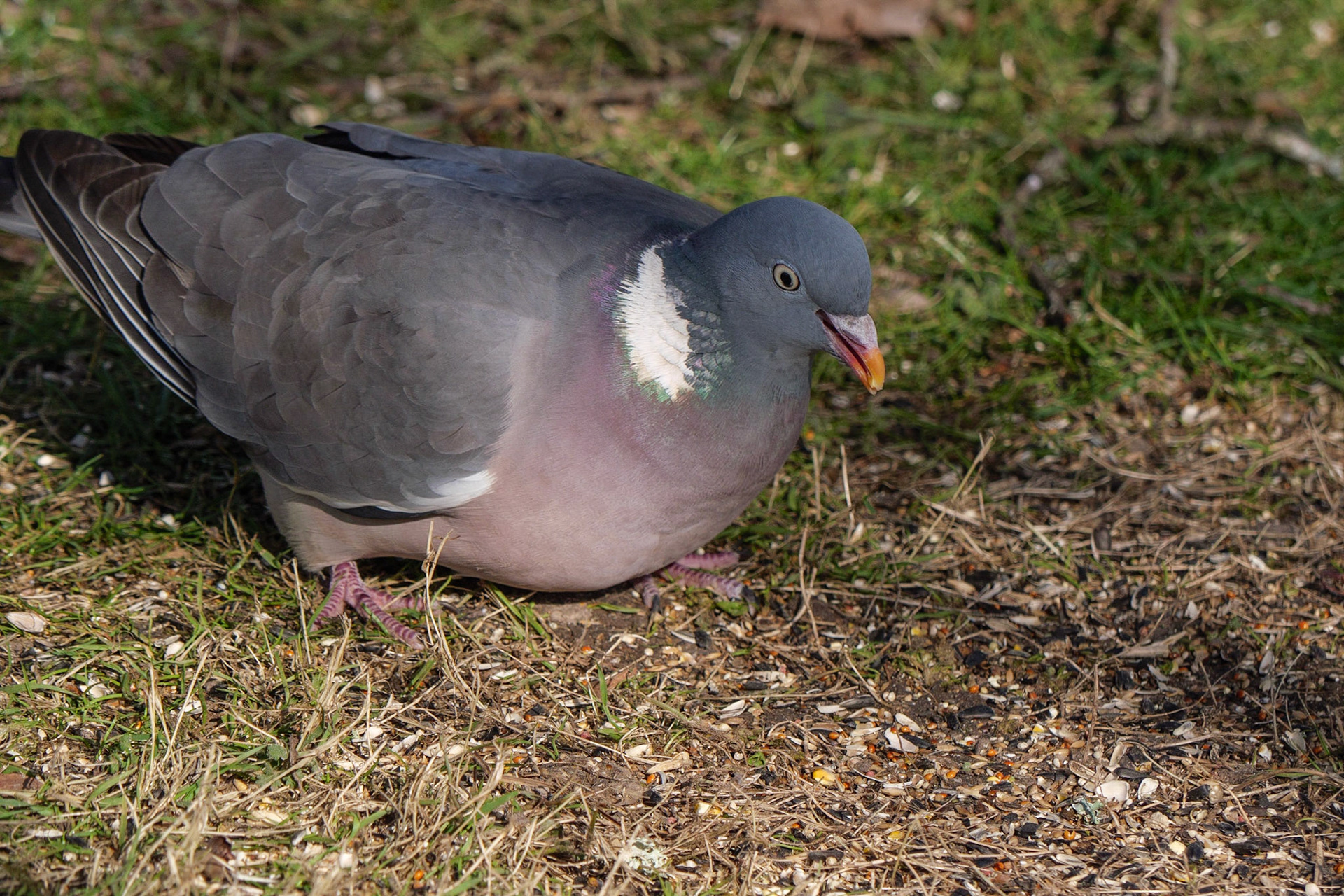 Pigeon Ramier