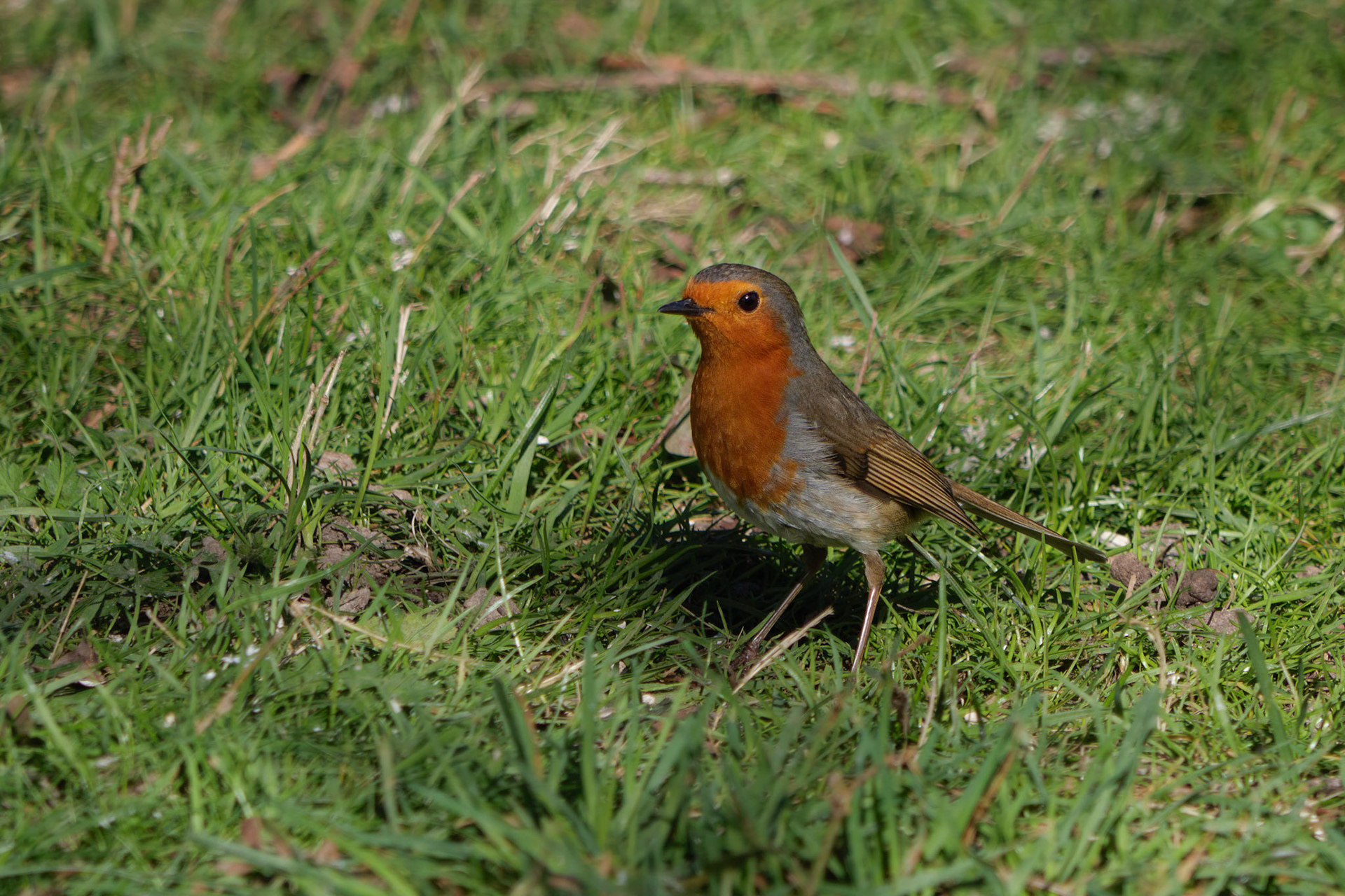 Rouge-gorge