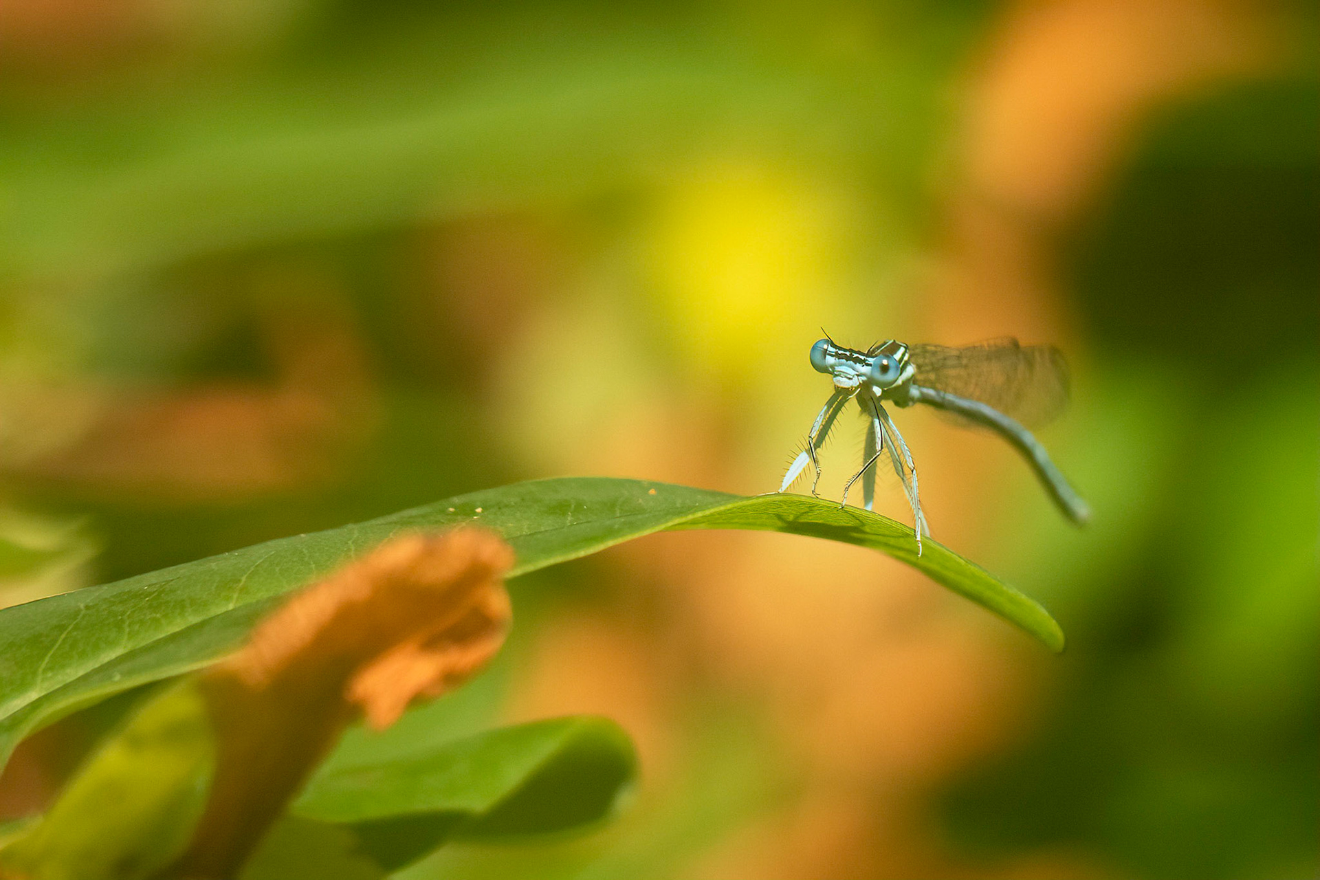 Demoiselle