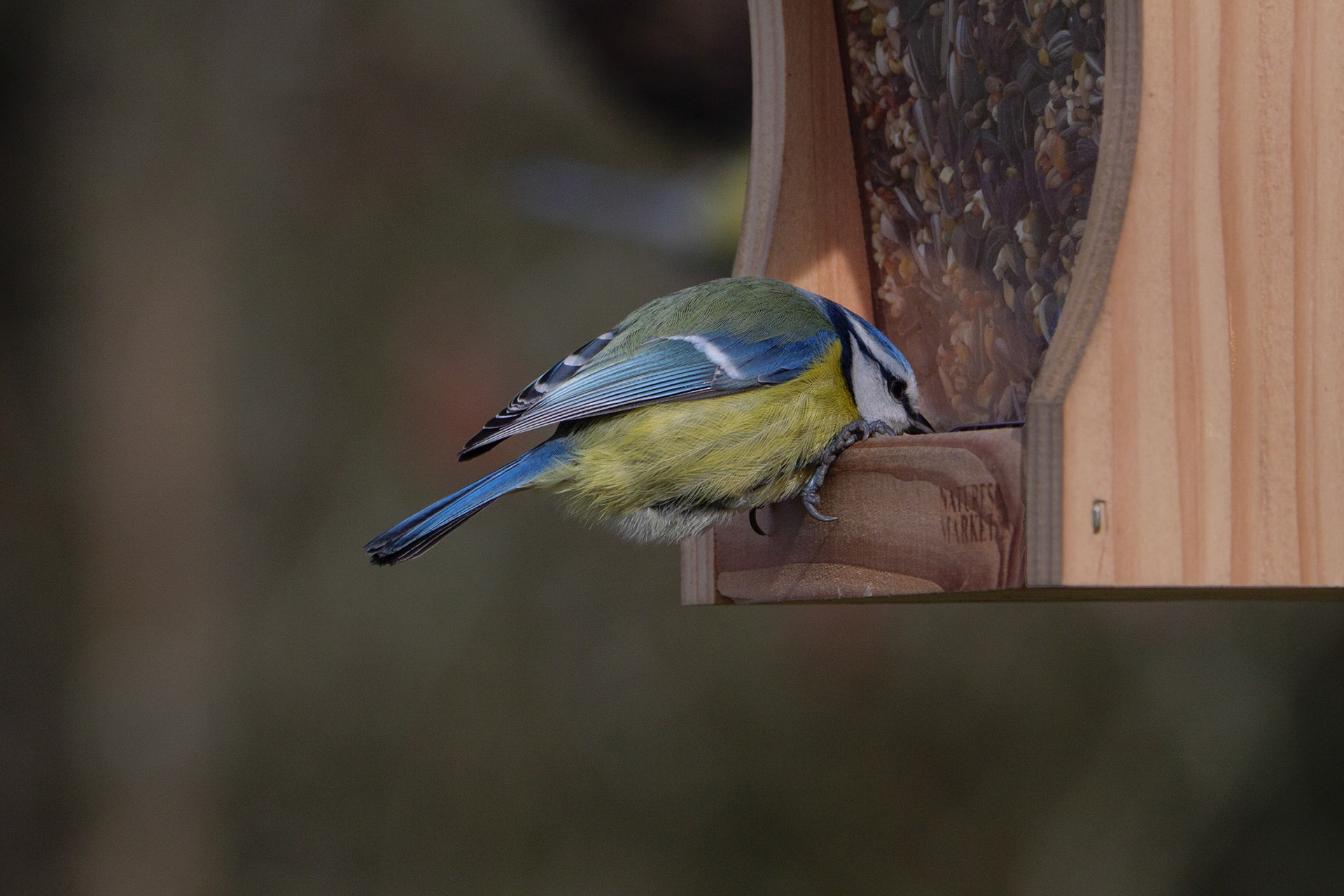 Mésange bleue