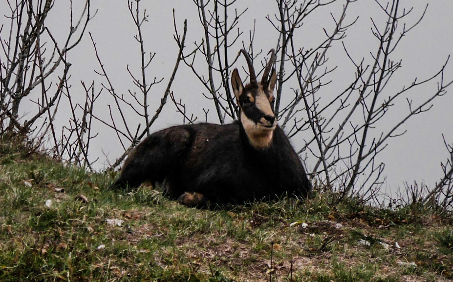 Chamois payé par l'office de tourisme.