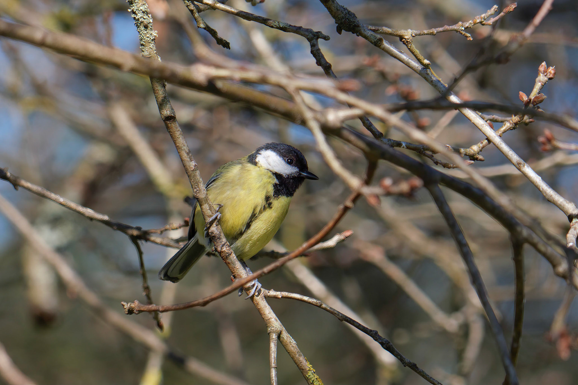 Mésange charbonnière