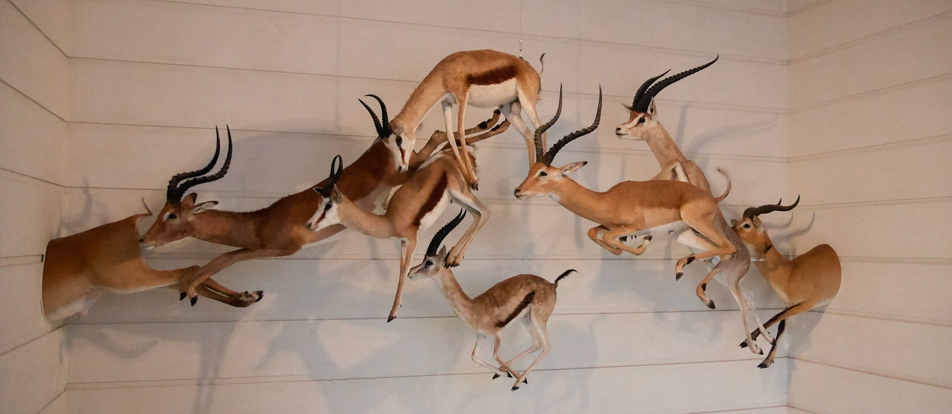 La Rochelle - Muséum - antilopes