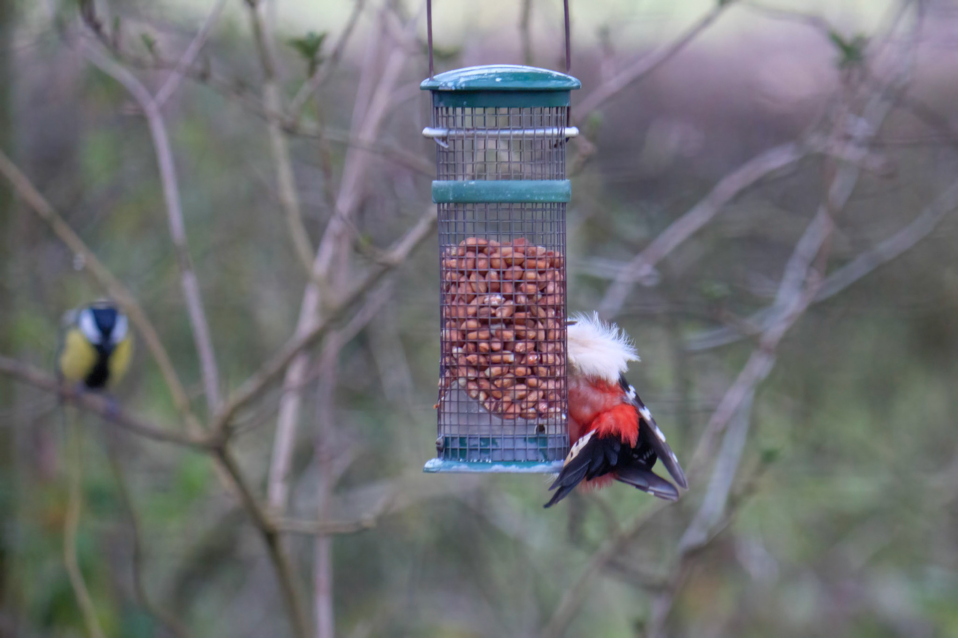 Mésange assitant impuissante au pillage de ses cacahuètes