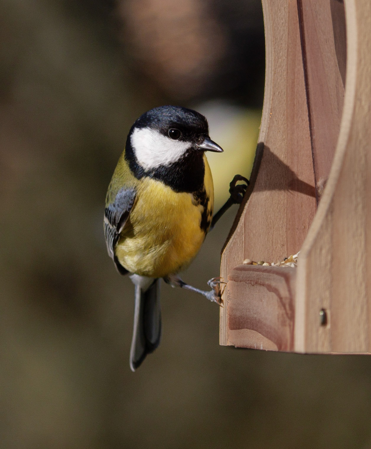 Mésange charbonnière