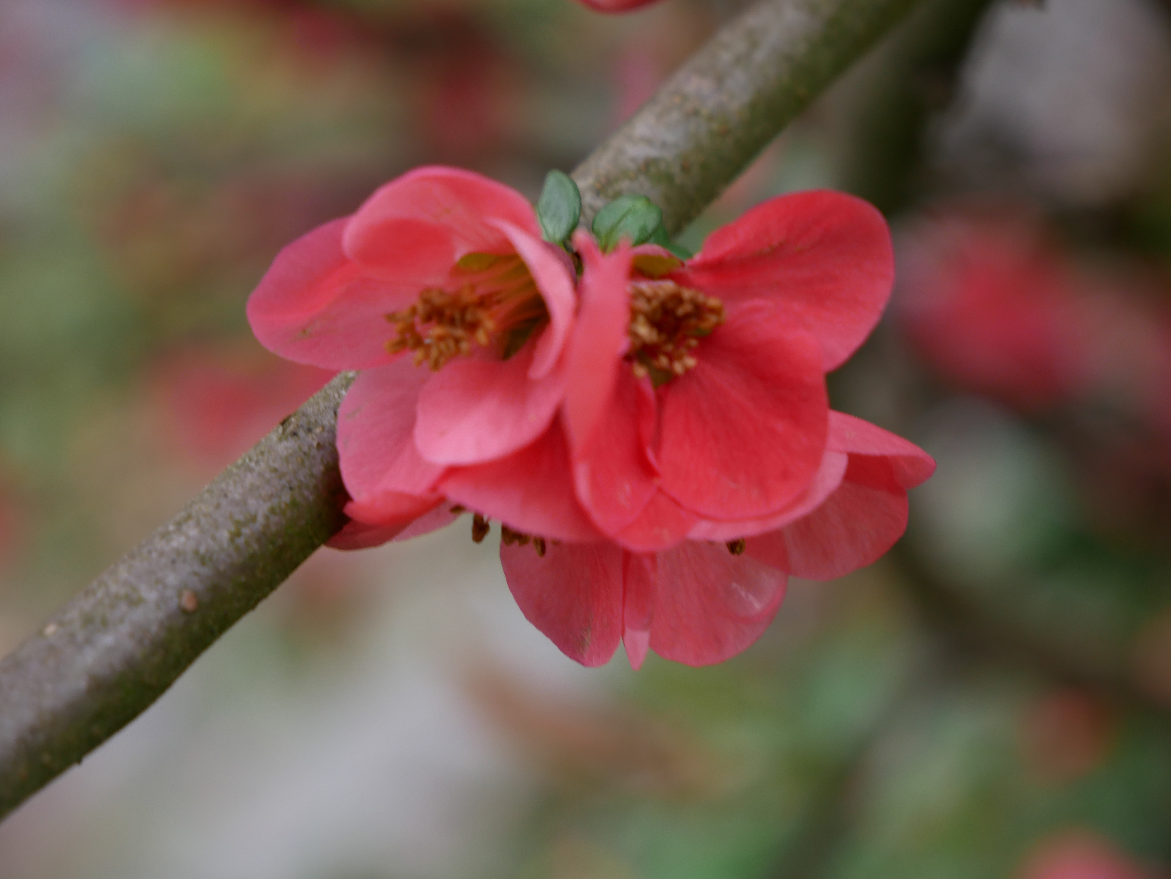 Flowers in Nature Color 3