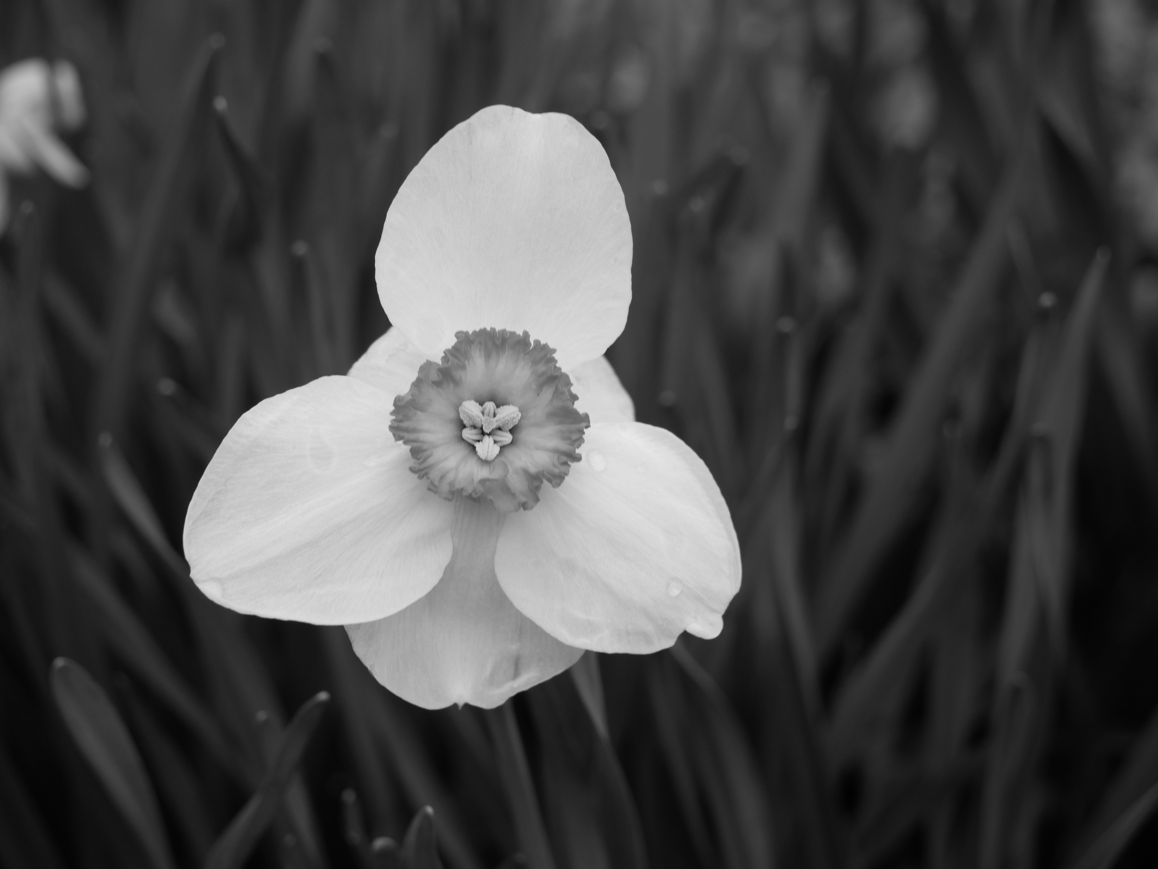 Flowers in Nature BW 3