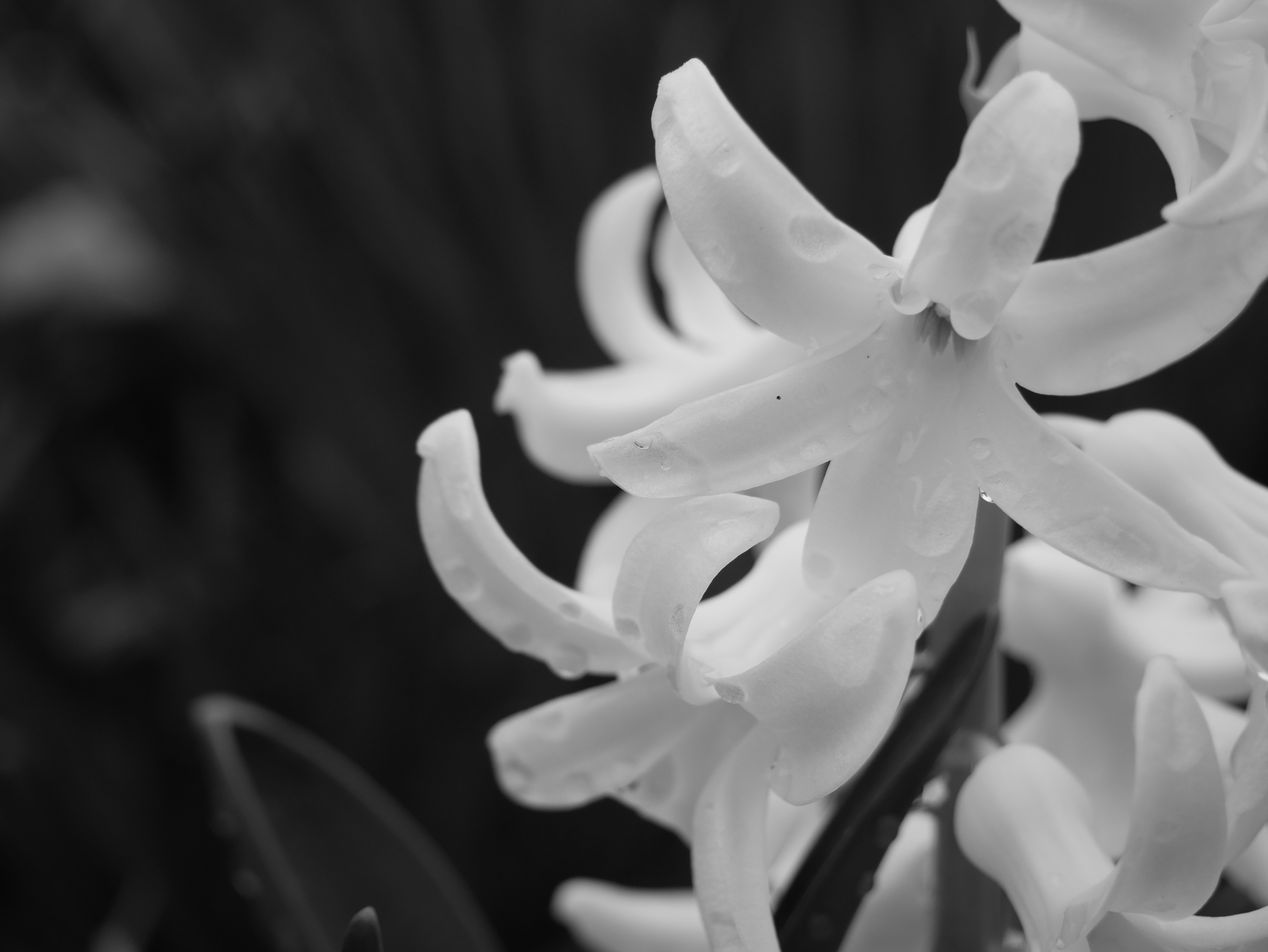 Flowers in Nature BW 2