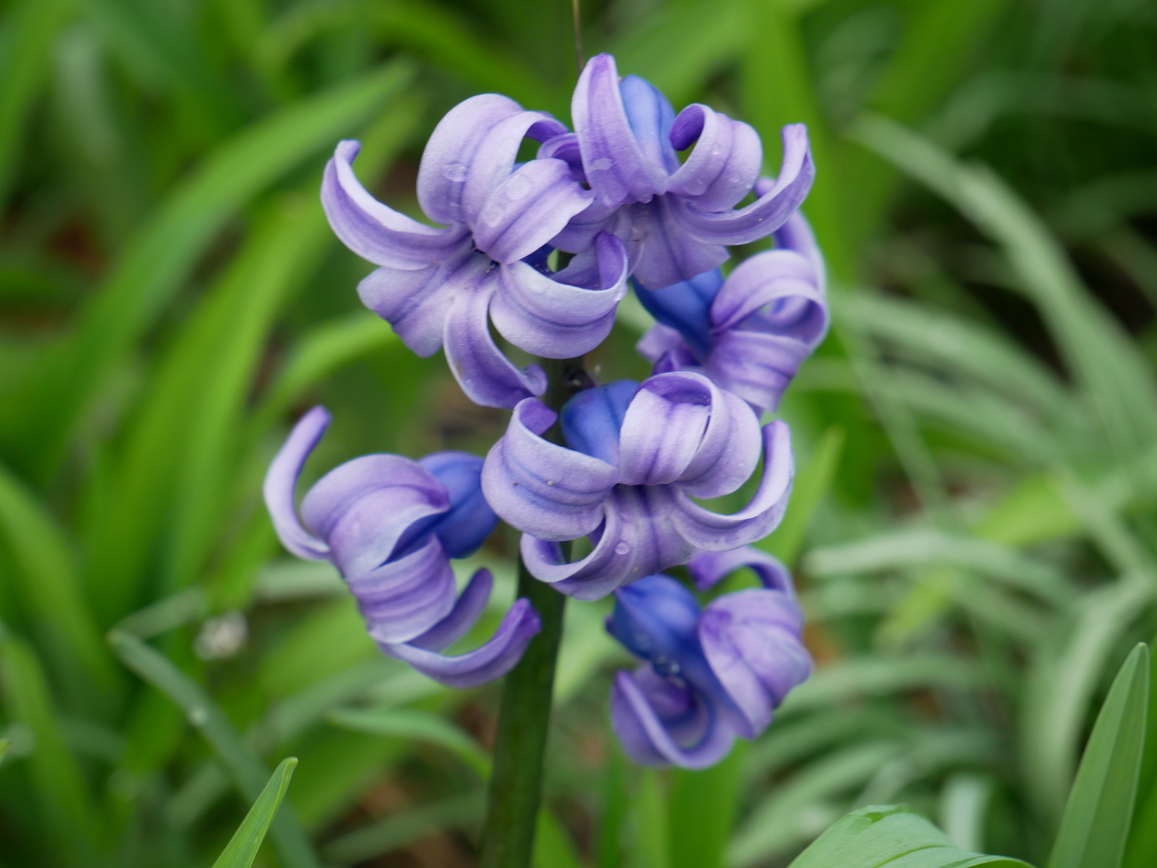 Flowers in Nature Color 1