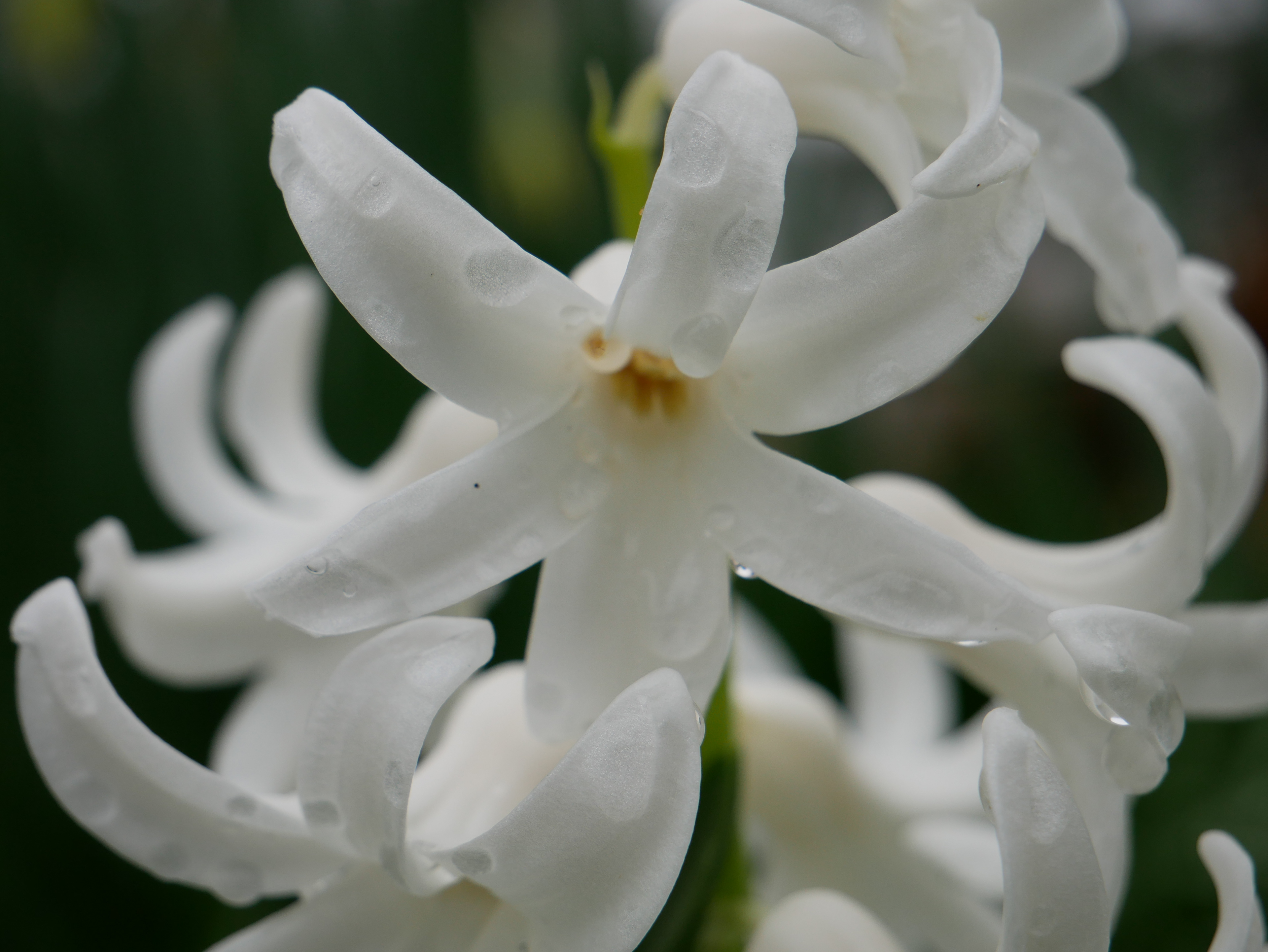 Flowers in Nature Color 2