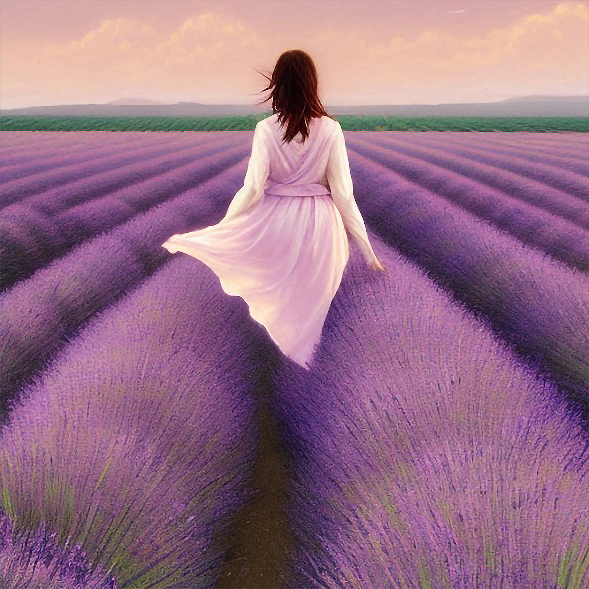 Lavender Fields Forever