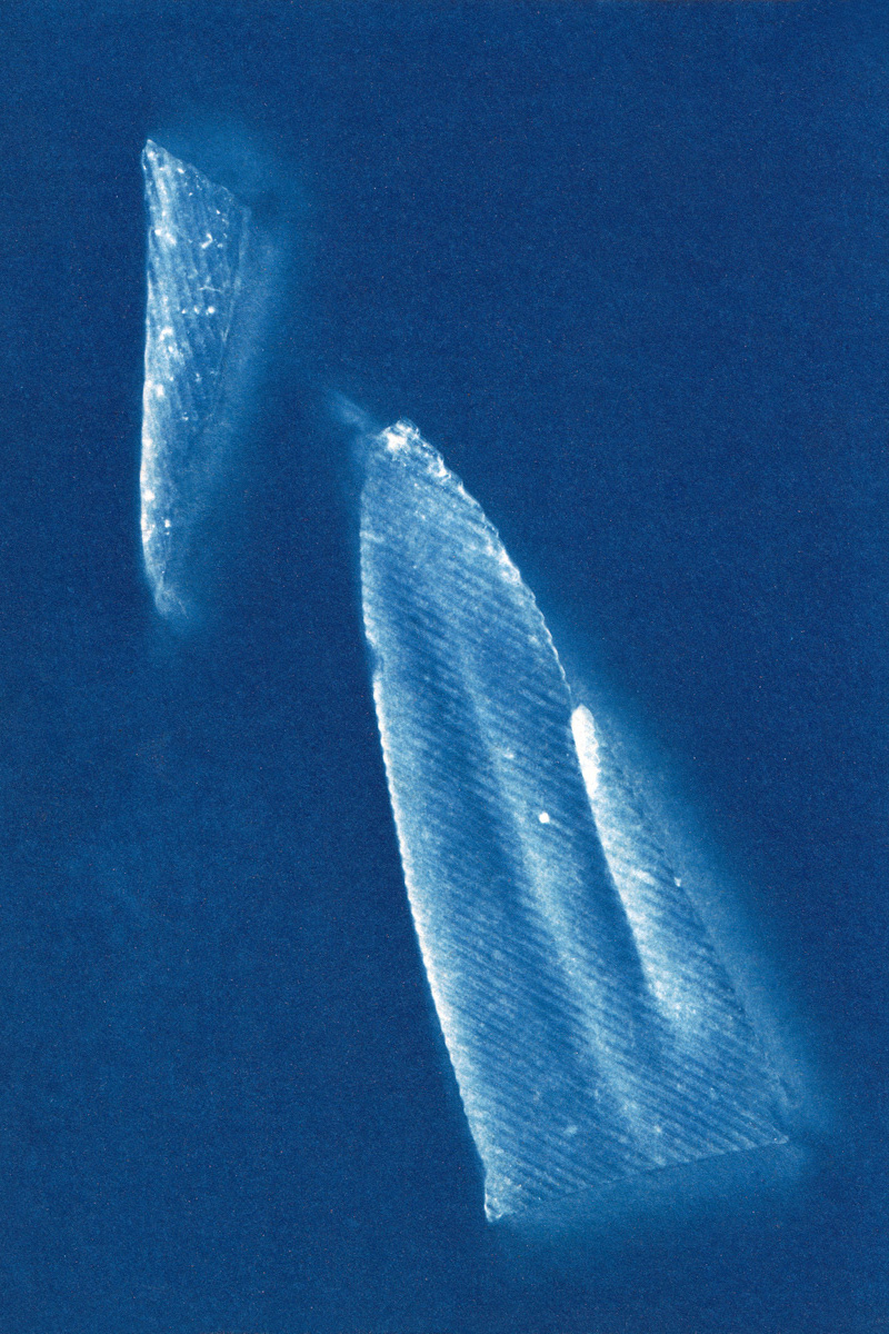 Cliffe Fort, Gravesend, 19/01/2019