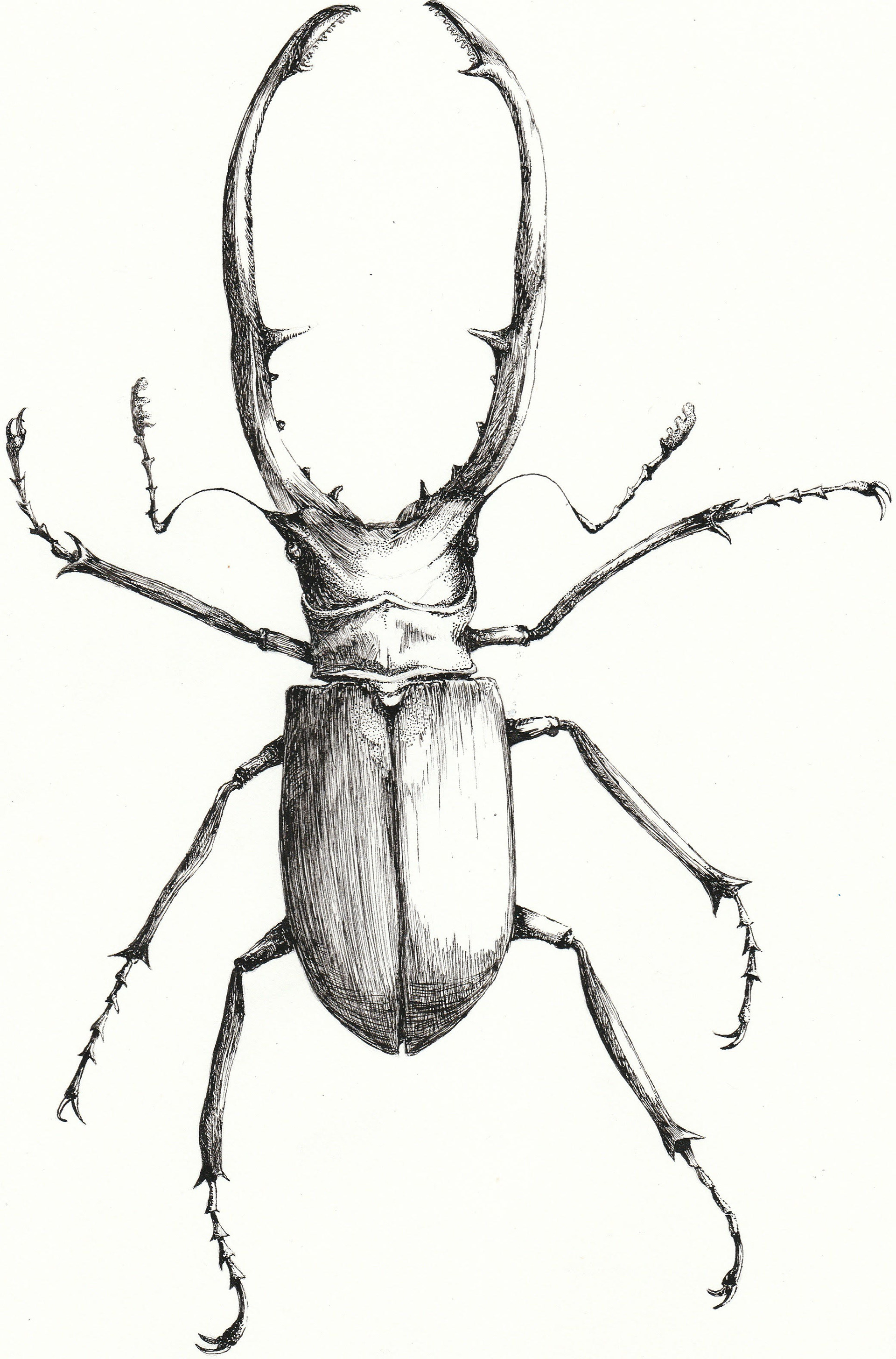 Cyclommatus Metallifer | Ink