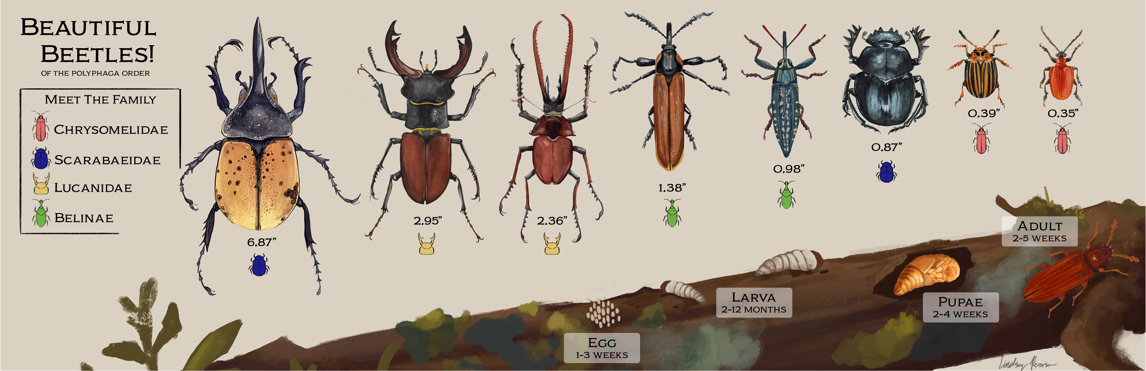 Beetles Infographic | Watercolour, Photoshop