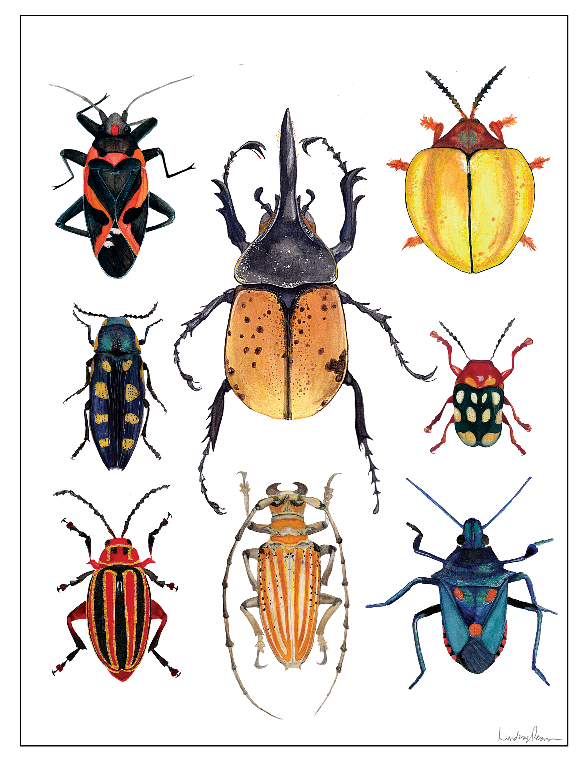 Beetels | Watercolour