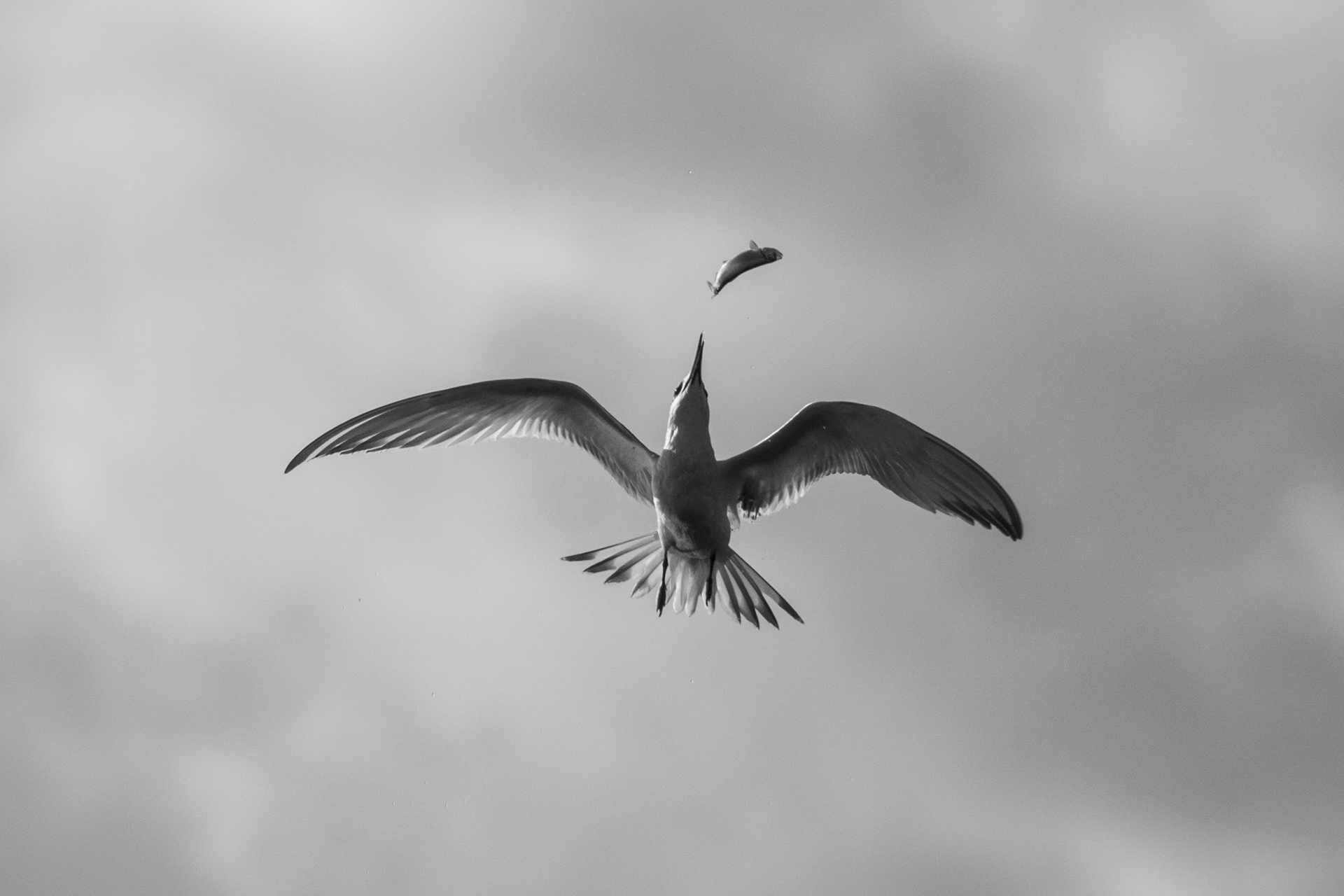 Slippery Catch