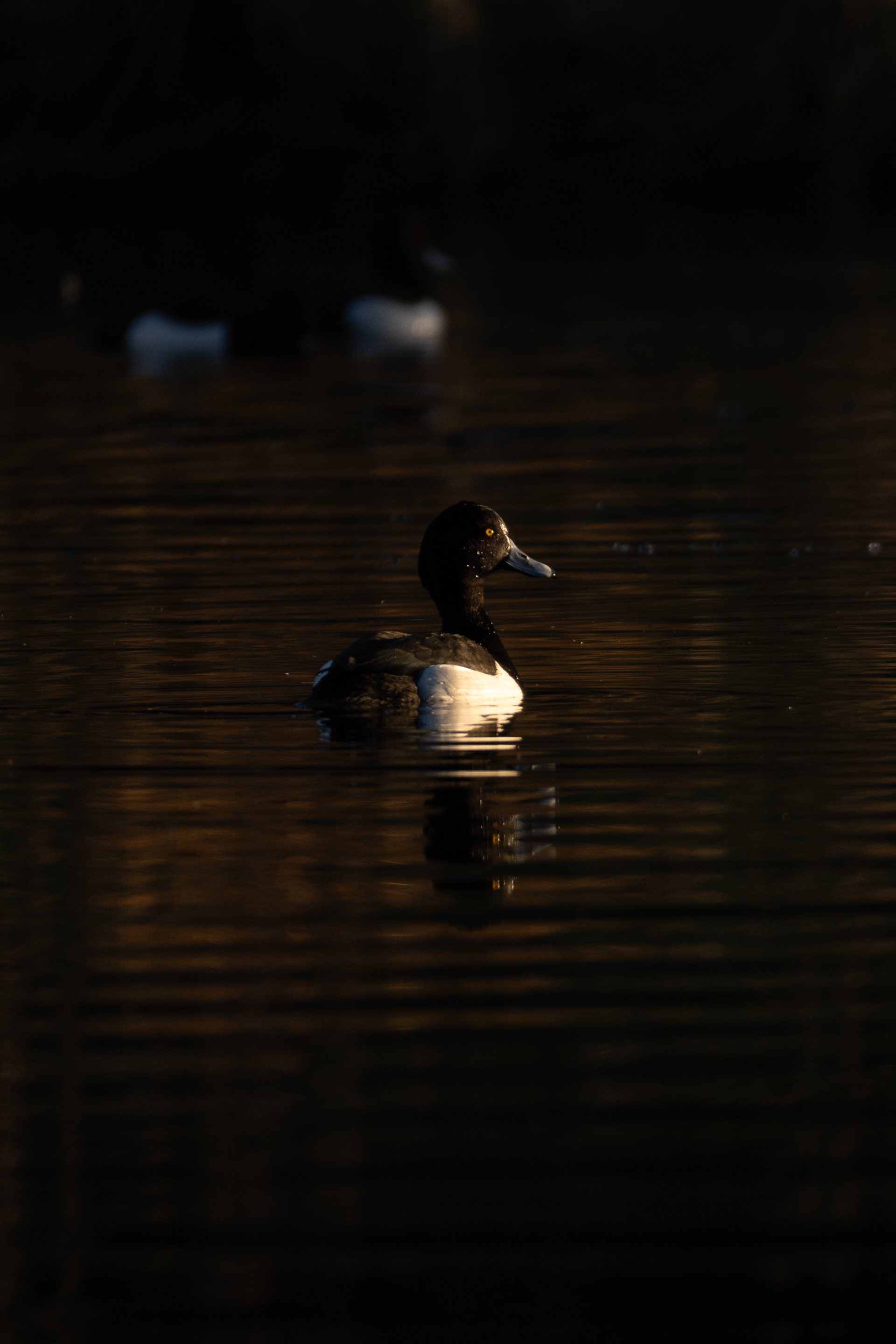 Goldeneye