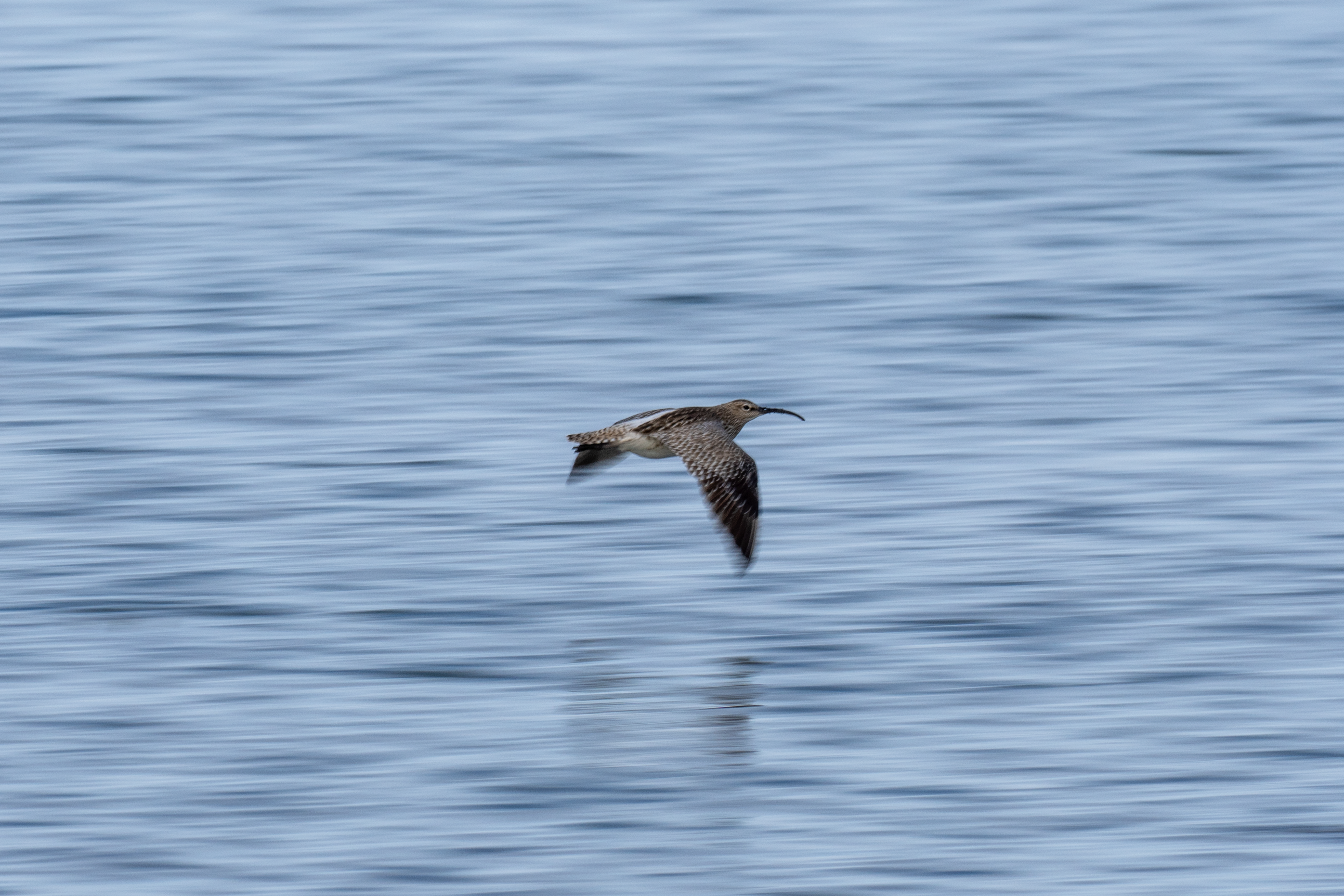 Curlew